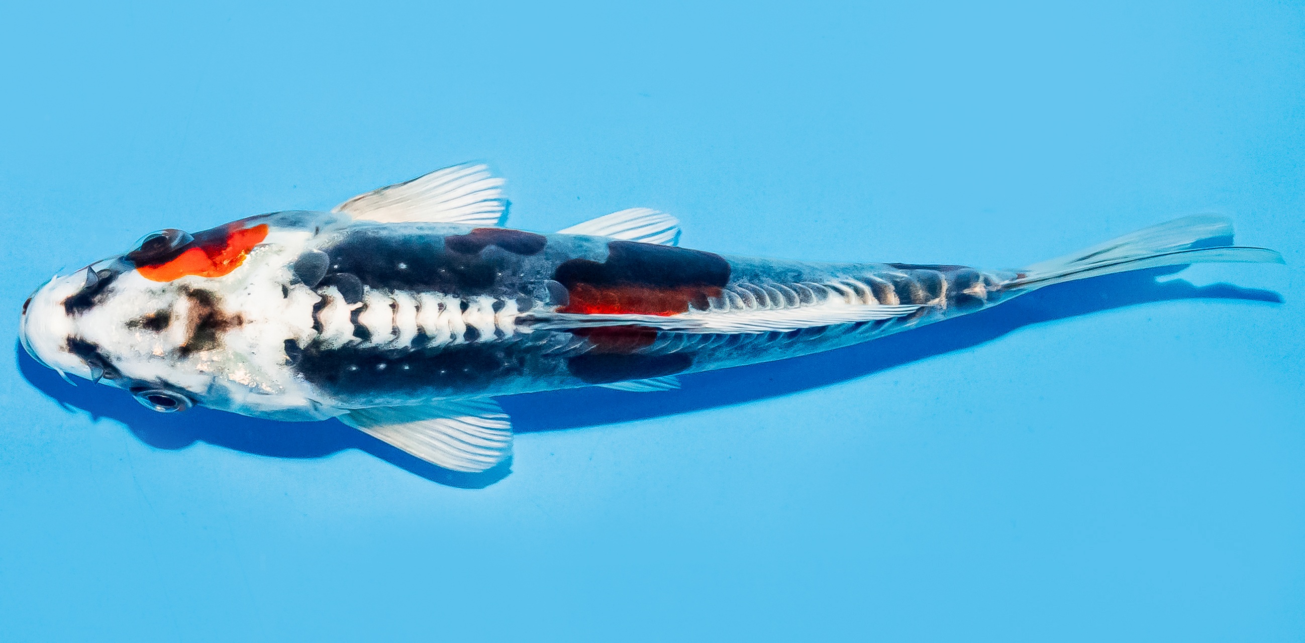 Koi 17-20cm Nr. 7792