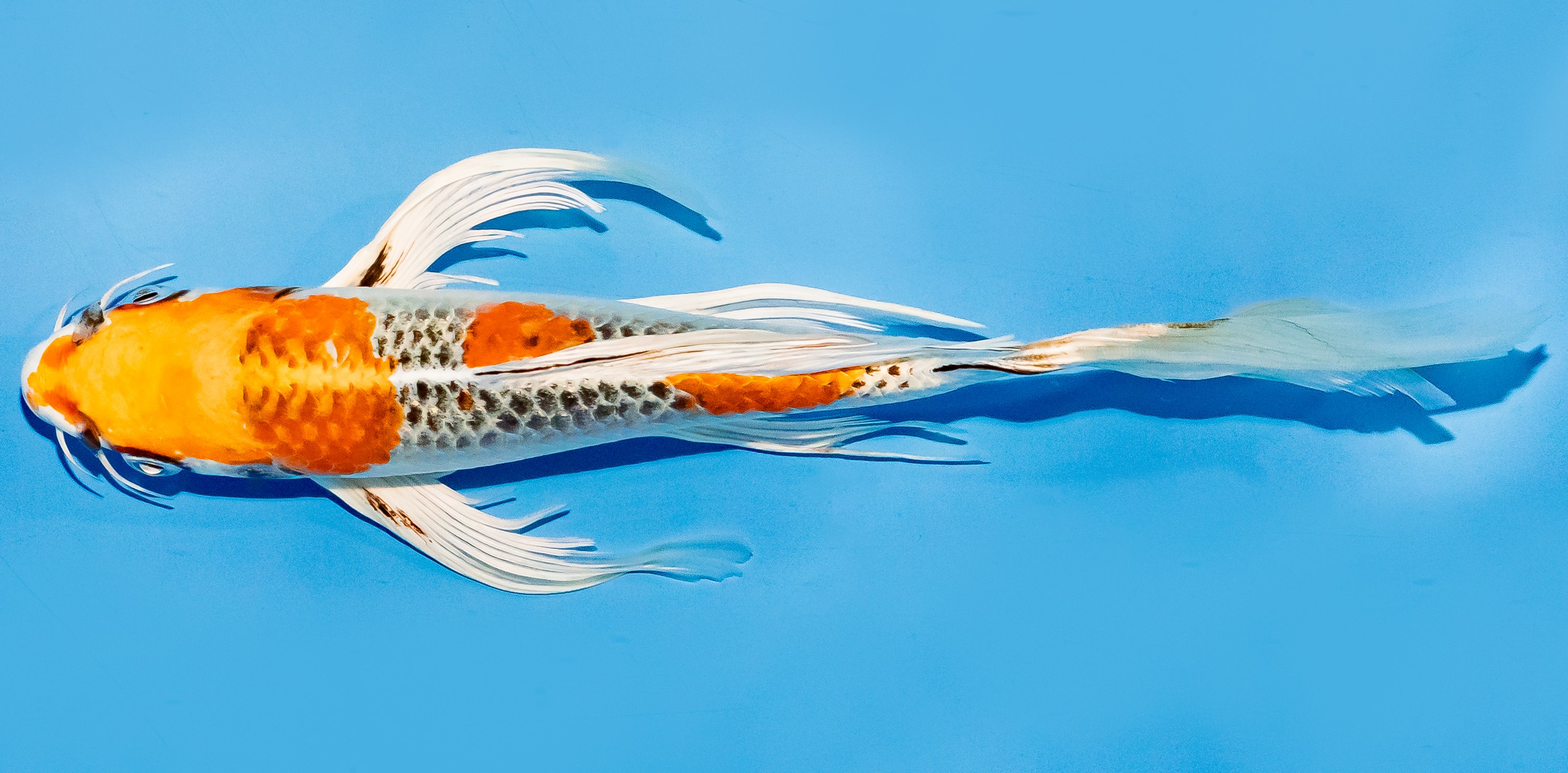 Butterfly Koi 20-25cm Nr. 8568