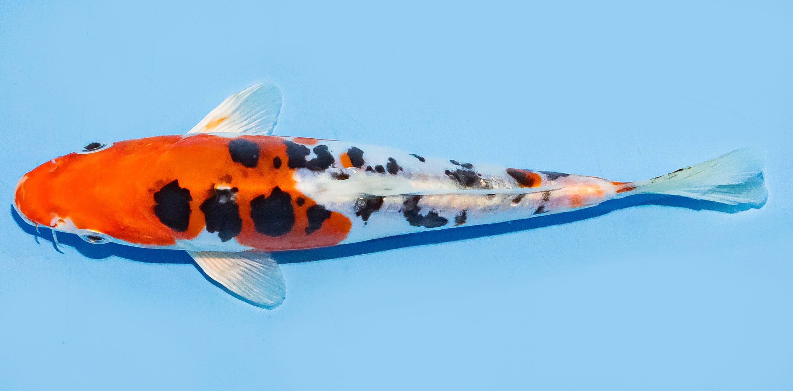 Koi 17-20cm Nr. 6579