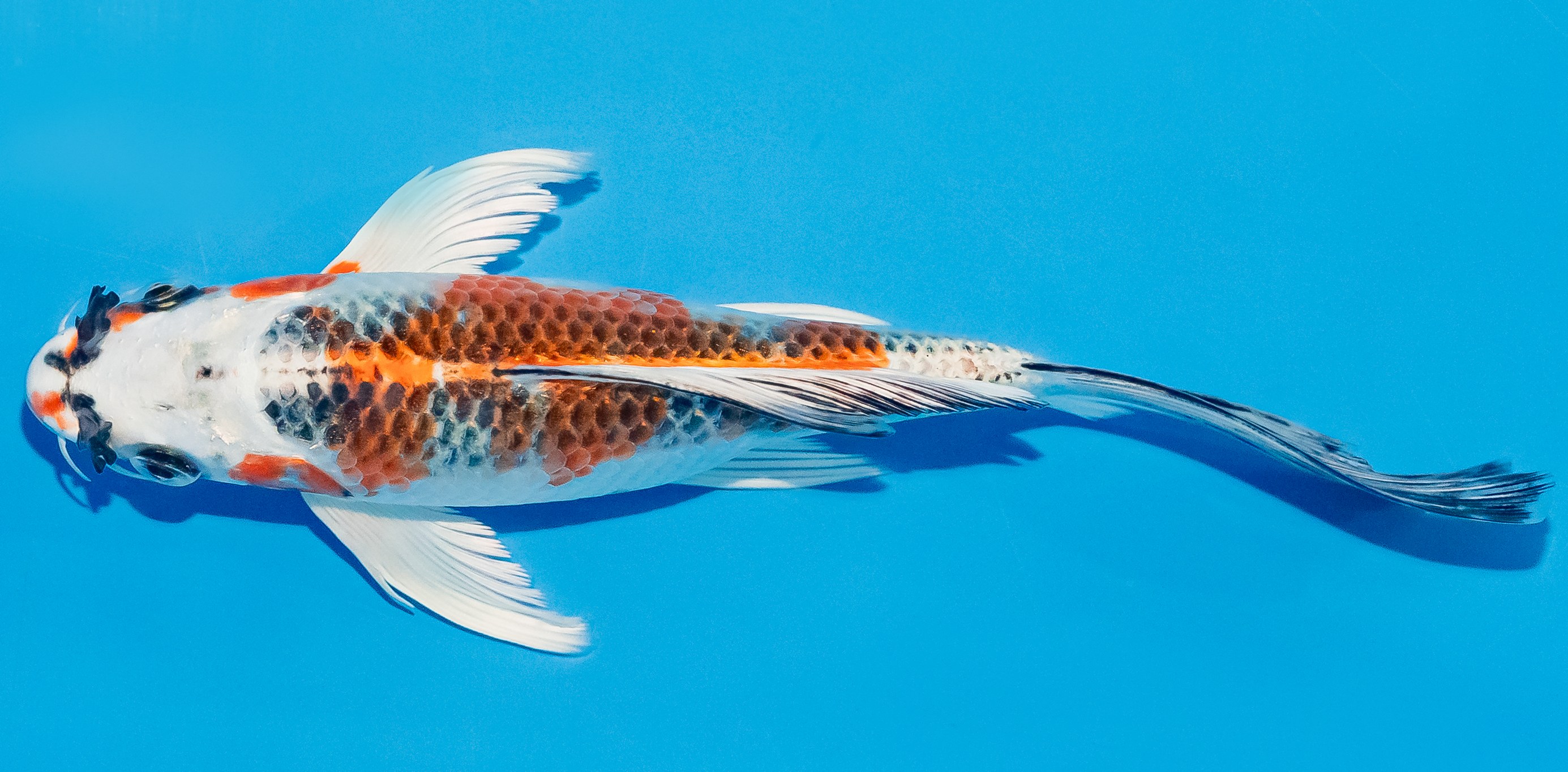 Butterfly Koi 20-25cm Nr. 3415