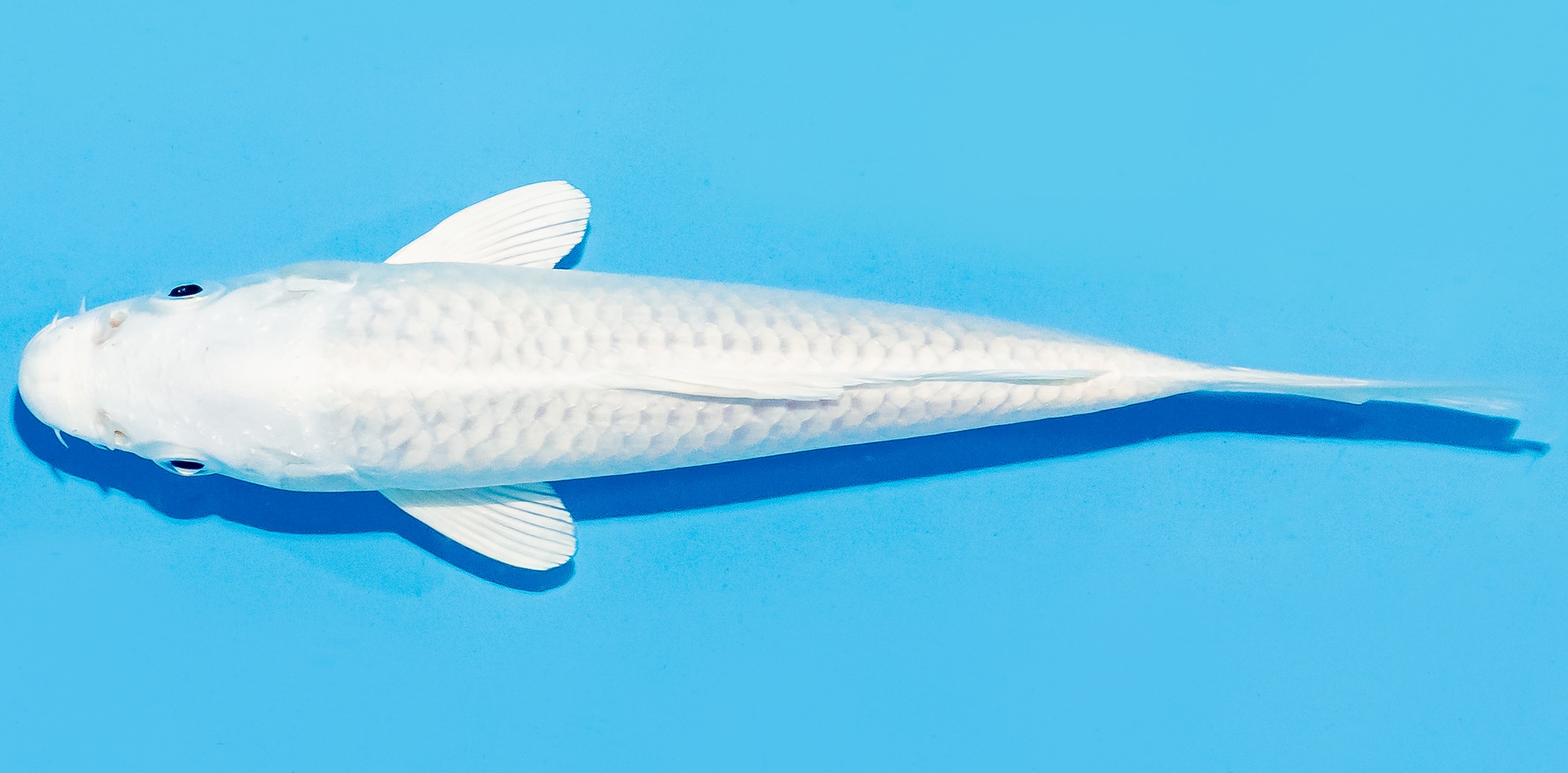 Koi 17-20cm Nr. 8798
