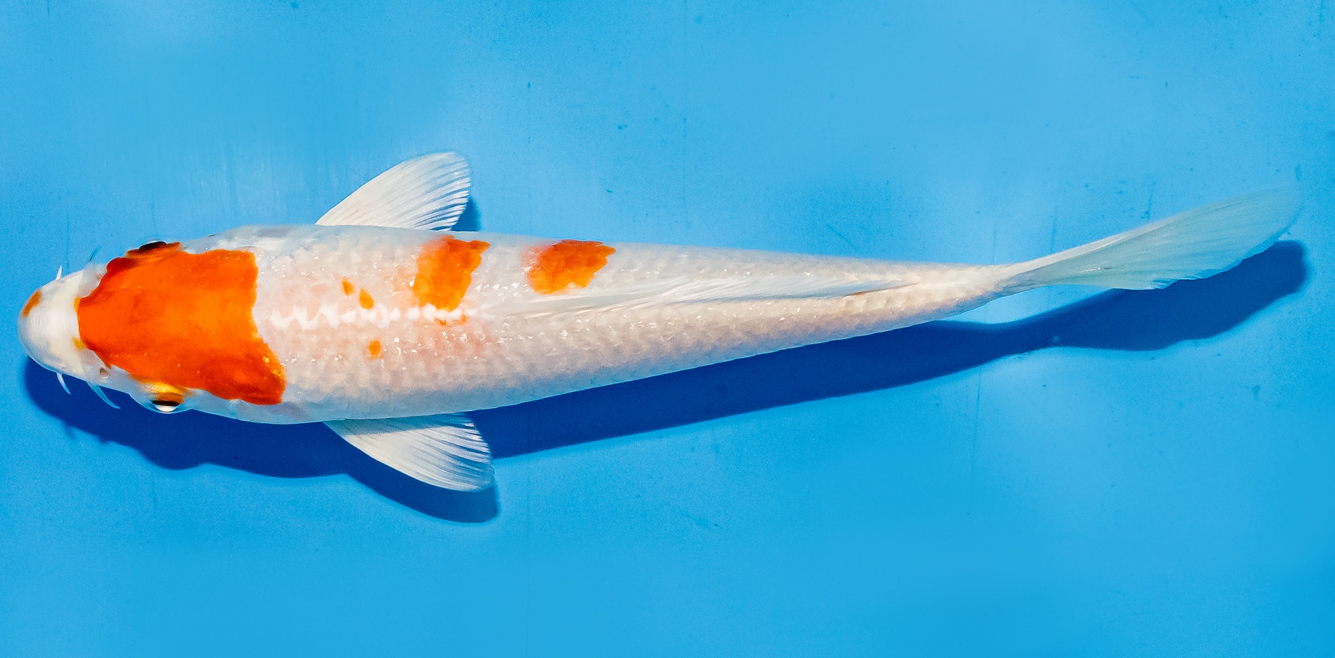 Koi 14-17cm Nr. 6173