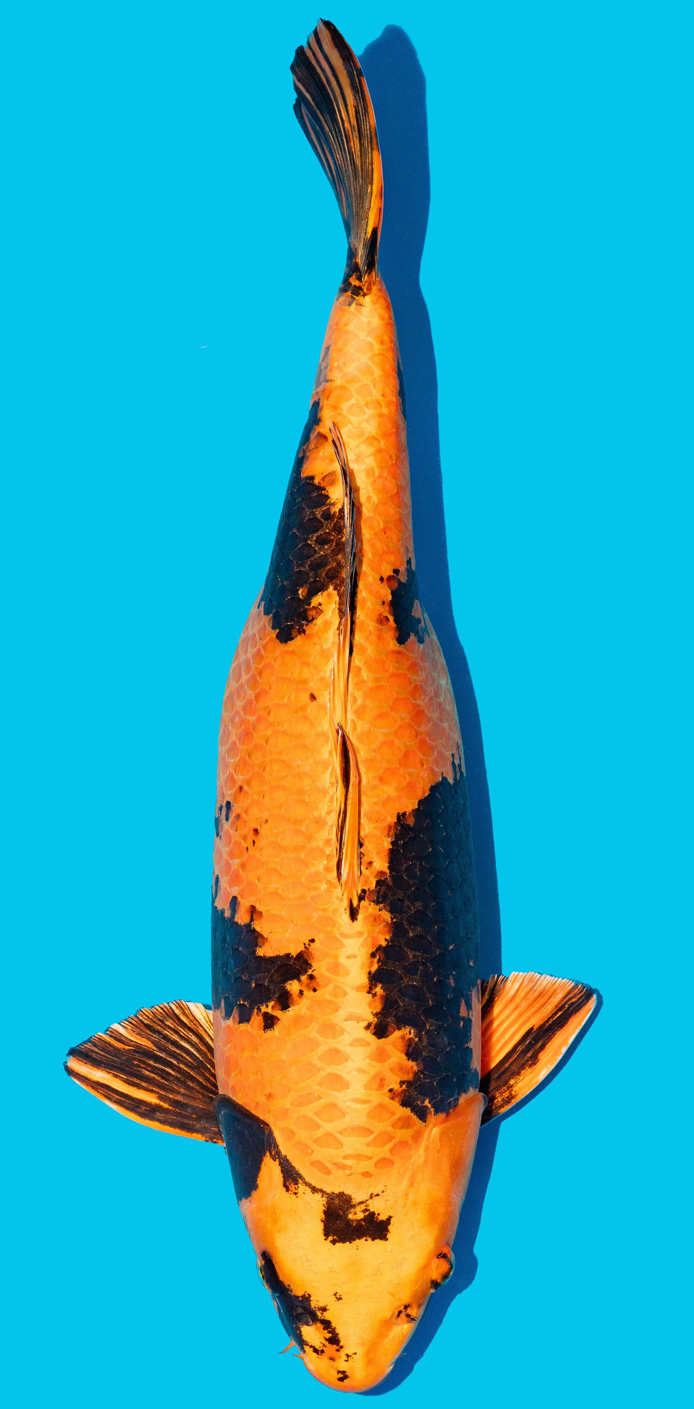 Kin Utsuri 52-56cm Nr. 4824
