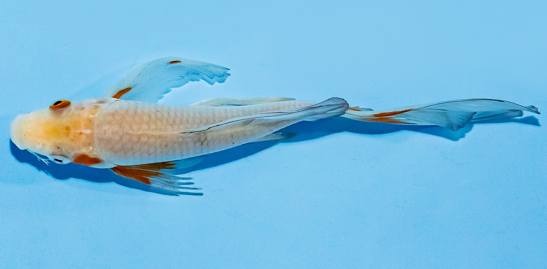 Butterfly Koi 14-17cm Nr. 7403