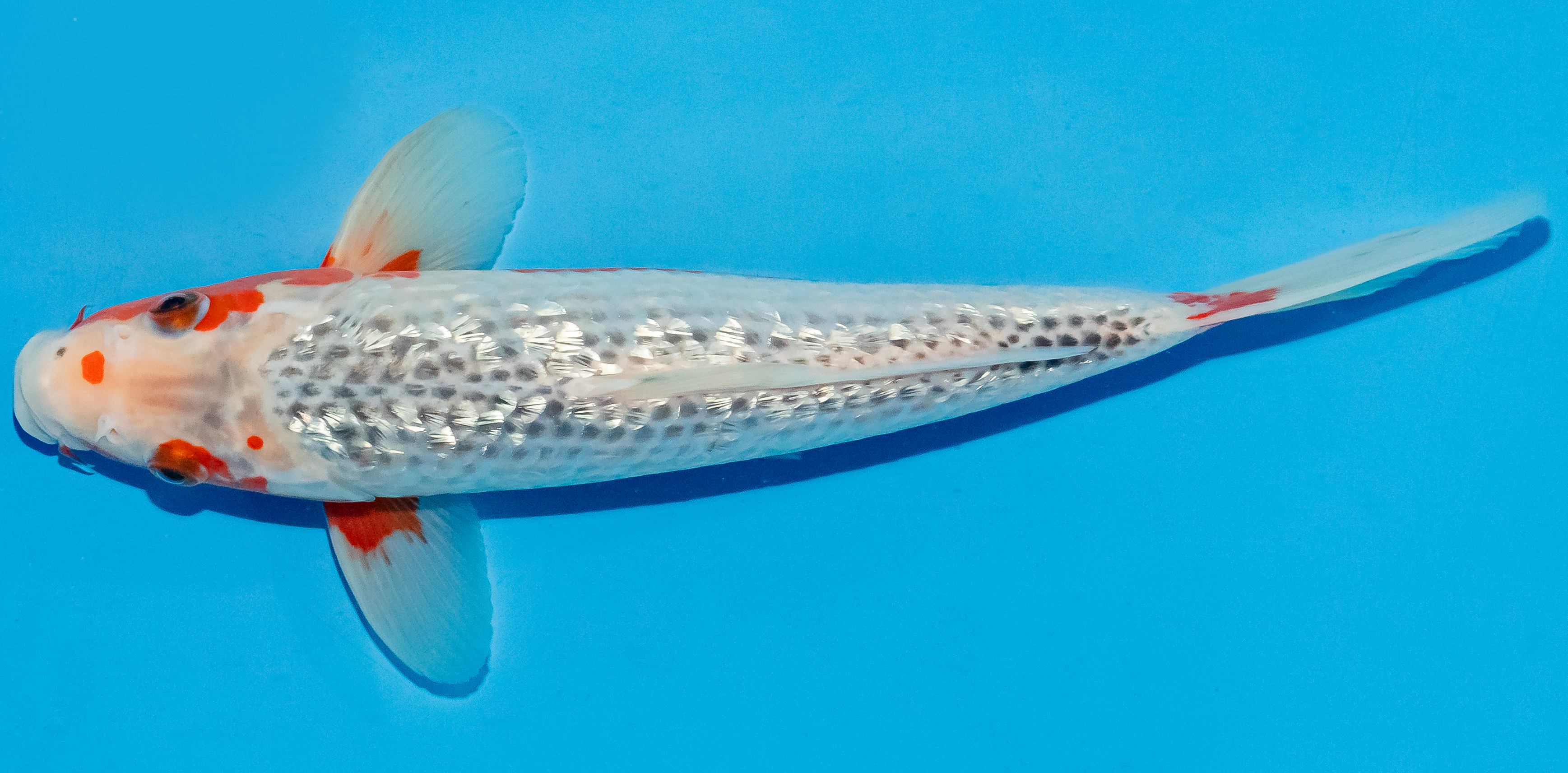 Koi 25-30cm Nr. 7957