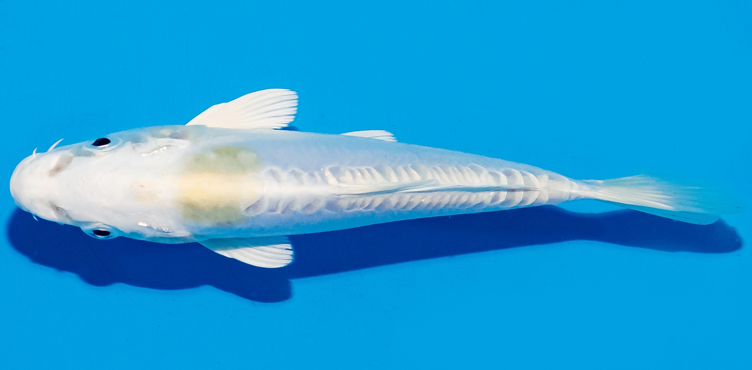 Koi 14-17cm Nr. 6158