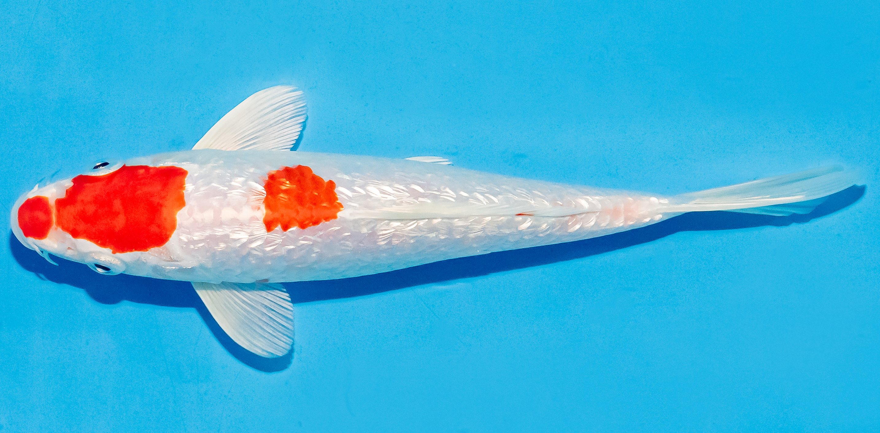 Koi 20-25cm Nr. 6025