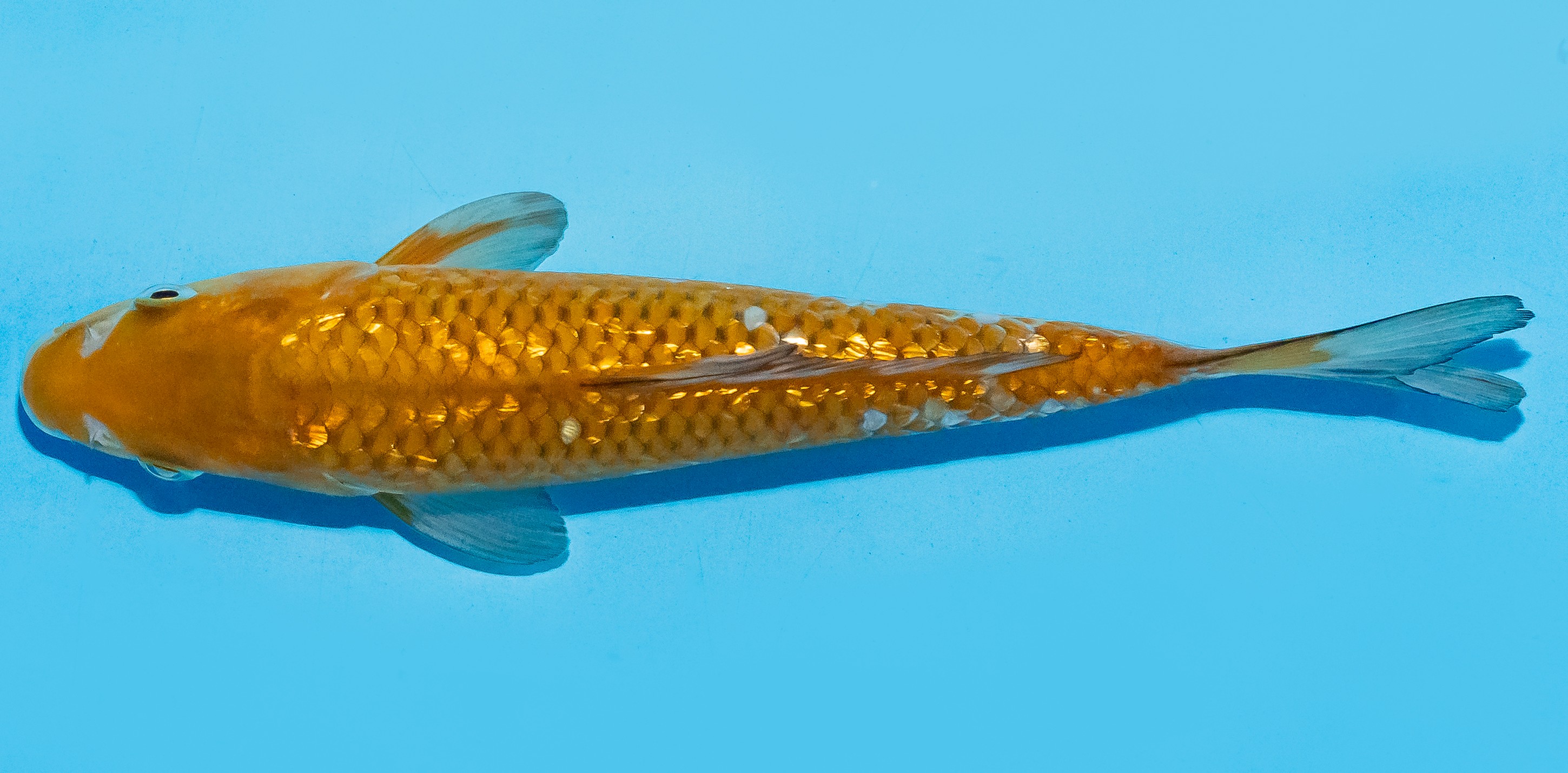 Koi 20-25cm Nr. 8416