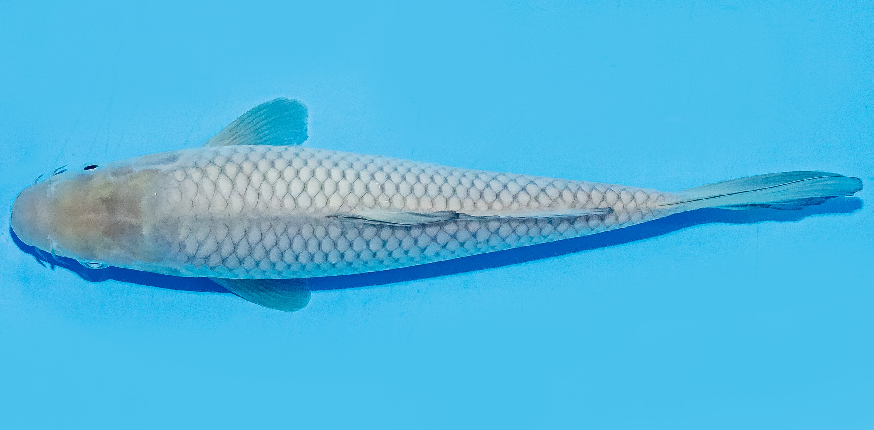 Koi 17-20cm Nr. 6864
