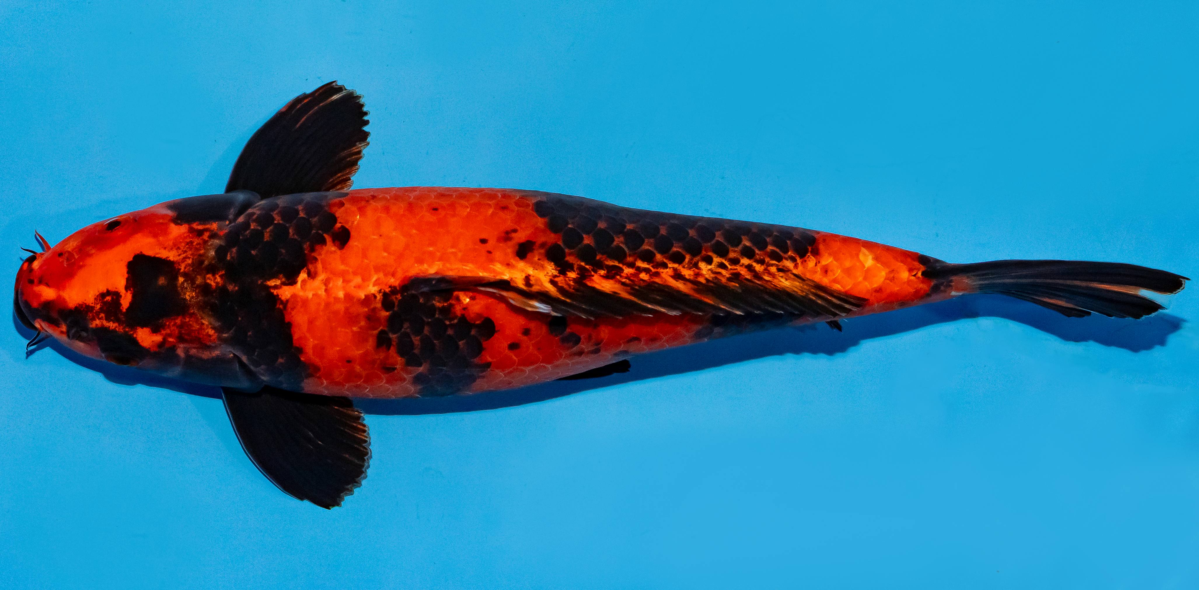 Koi 35-40cm Nr. 5022