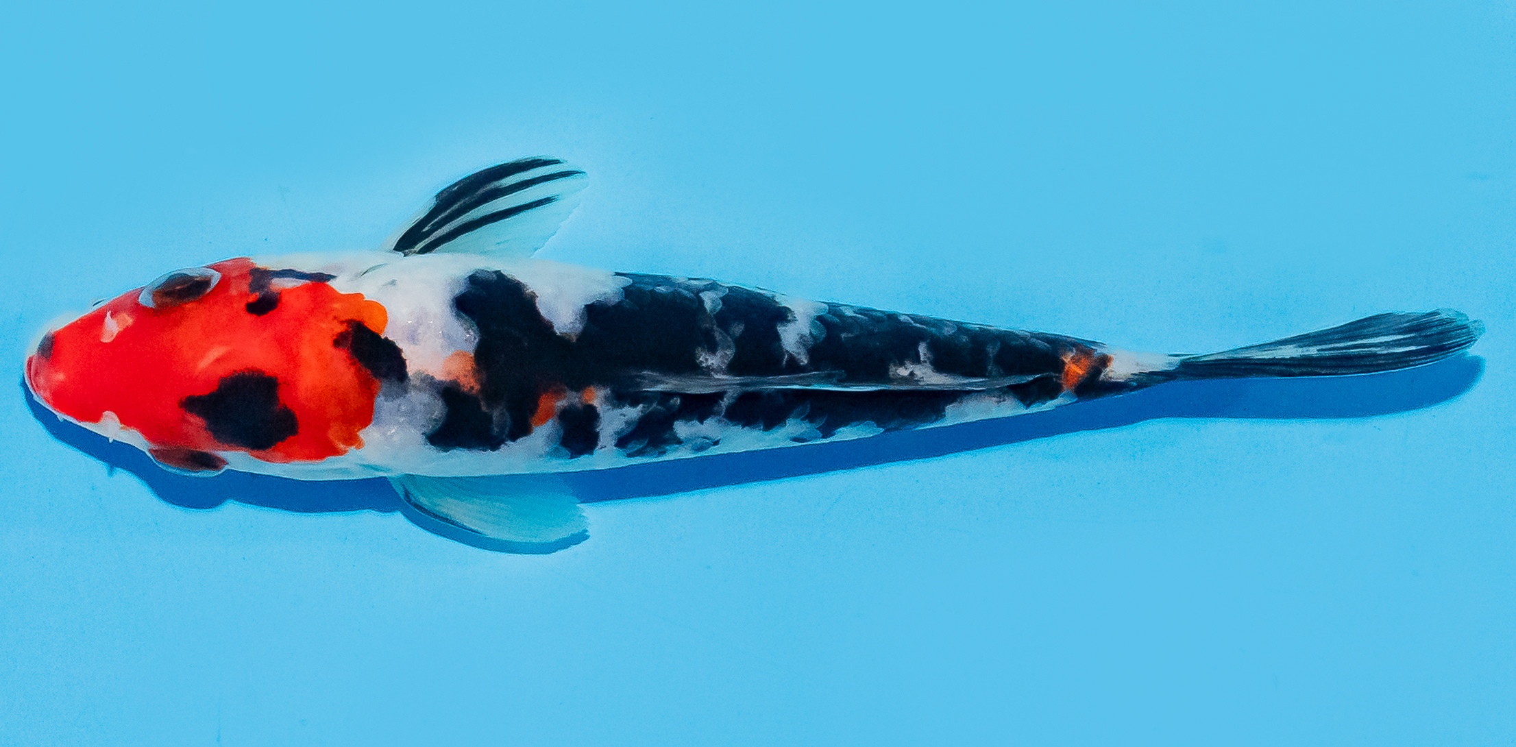 Koi 14-17cm Nr. 8020