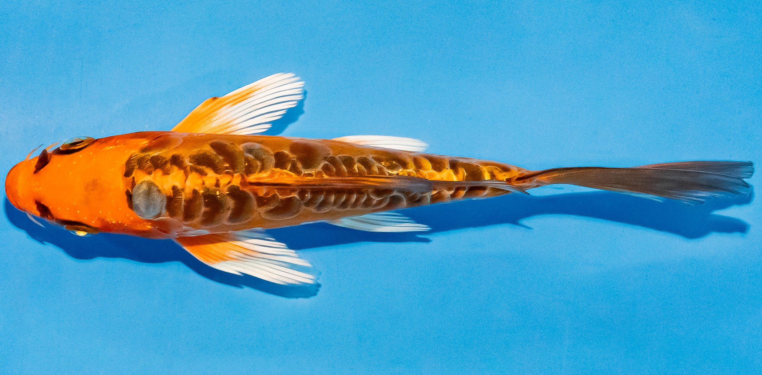 Butterfly Koi 14-17cm Nr. 2573