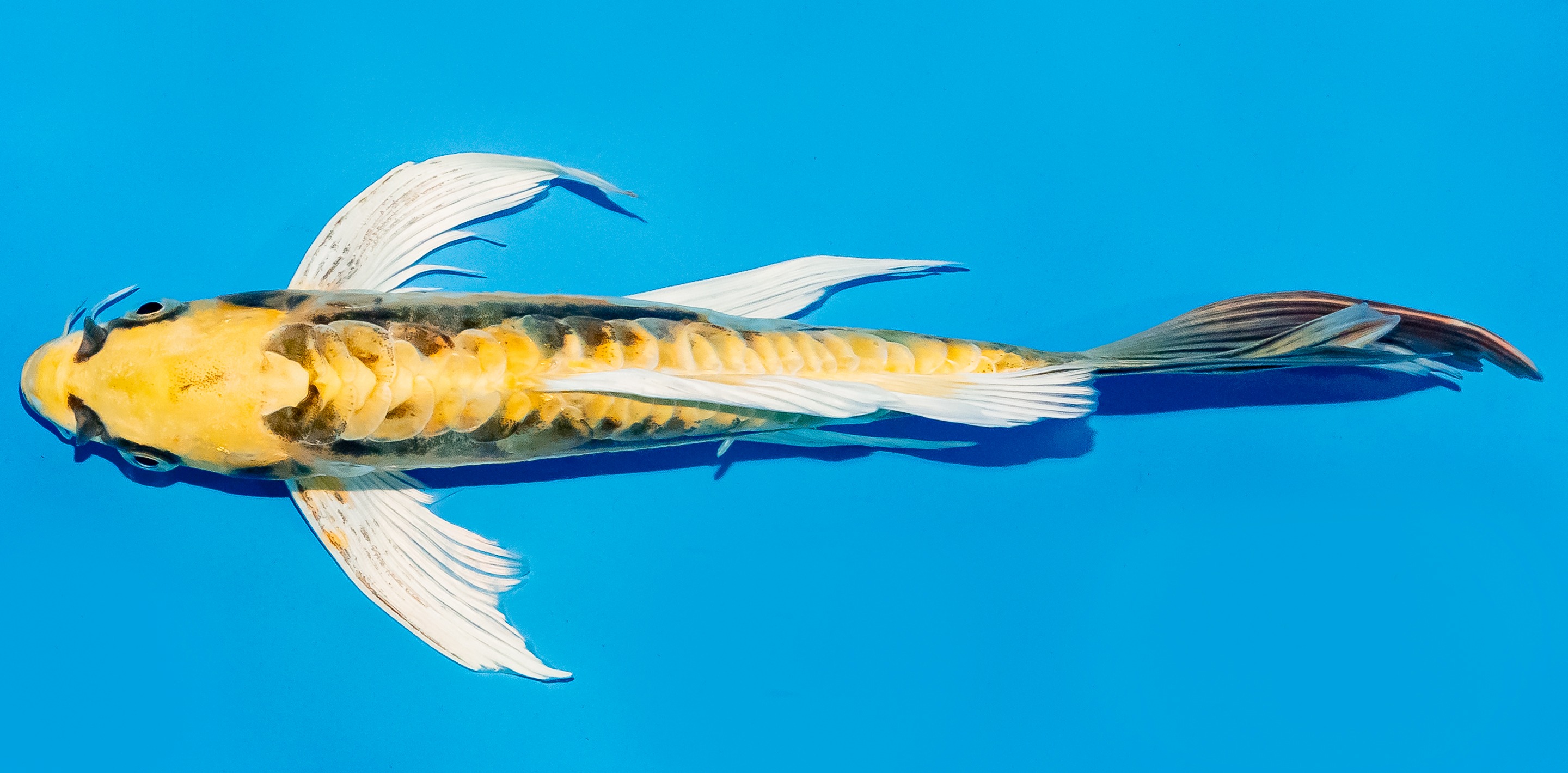 Butterfly Koi 25-30cm Nr. 6402