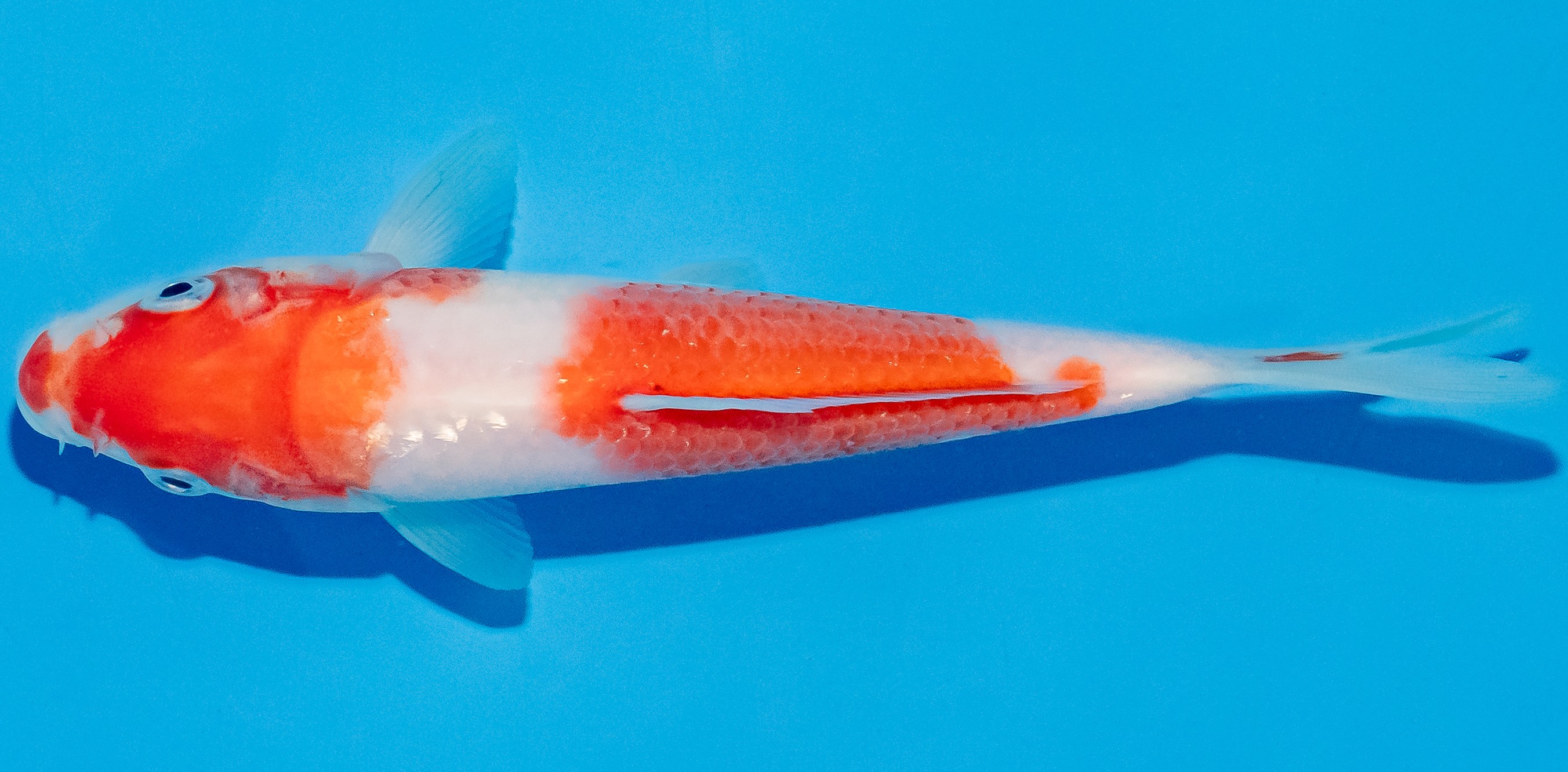 Koi 17-20cm Nr. 4505