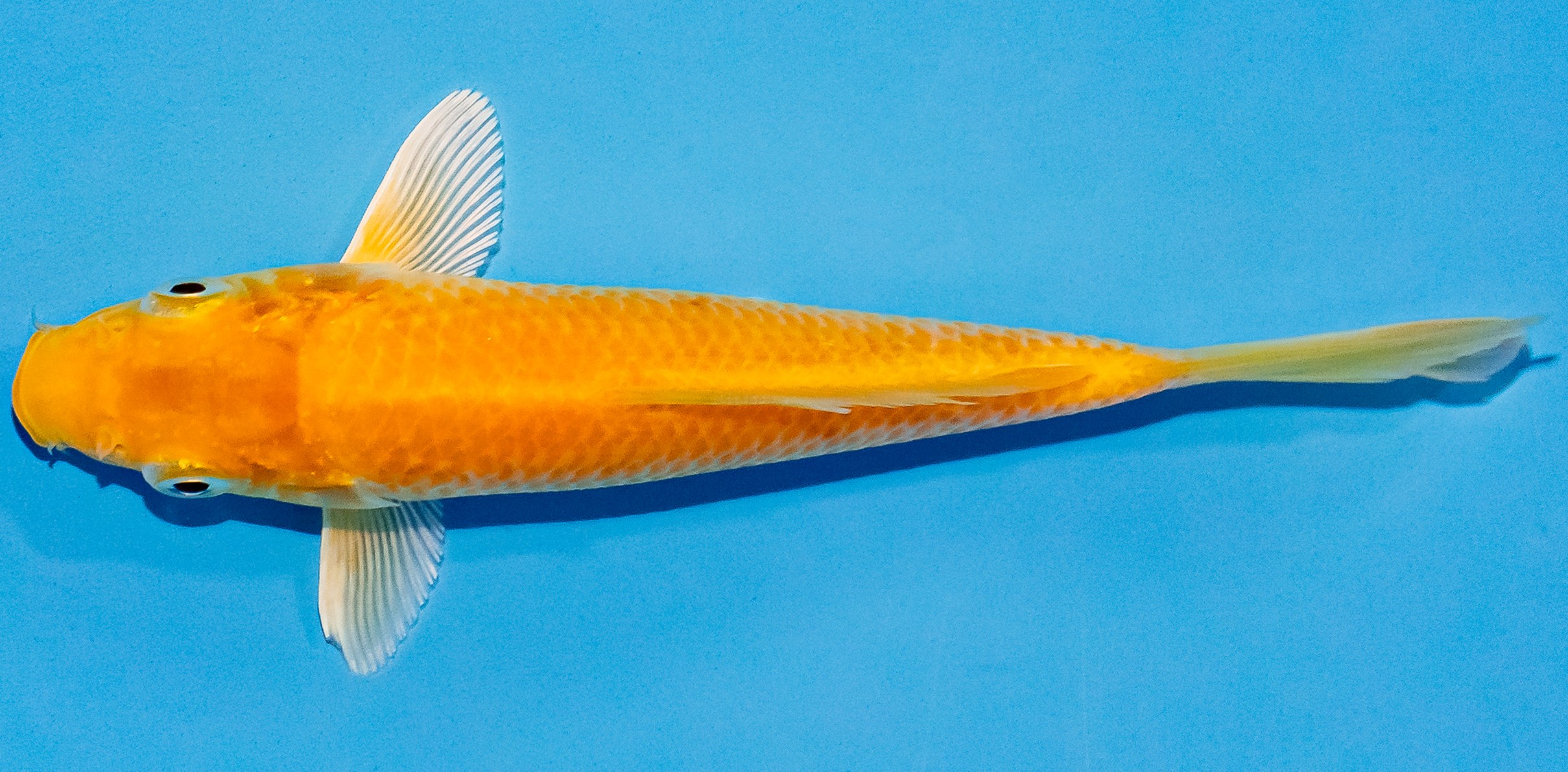 Koi 14-17cm Nr. 3604