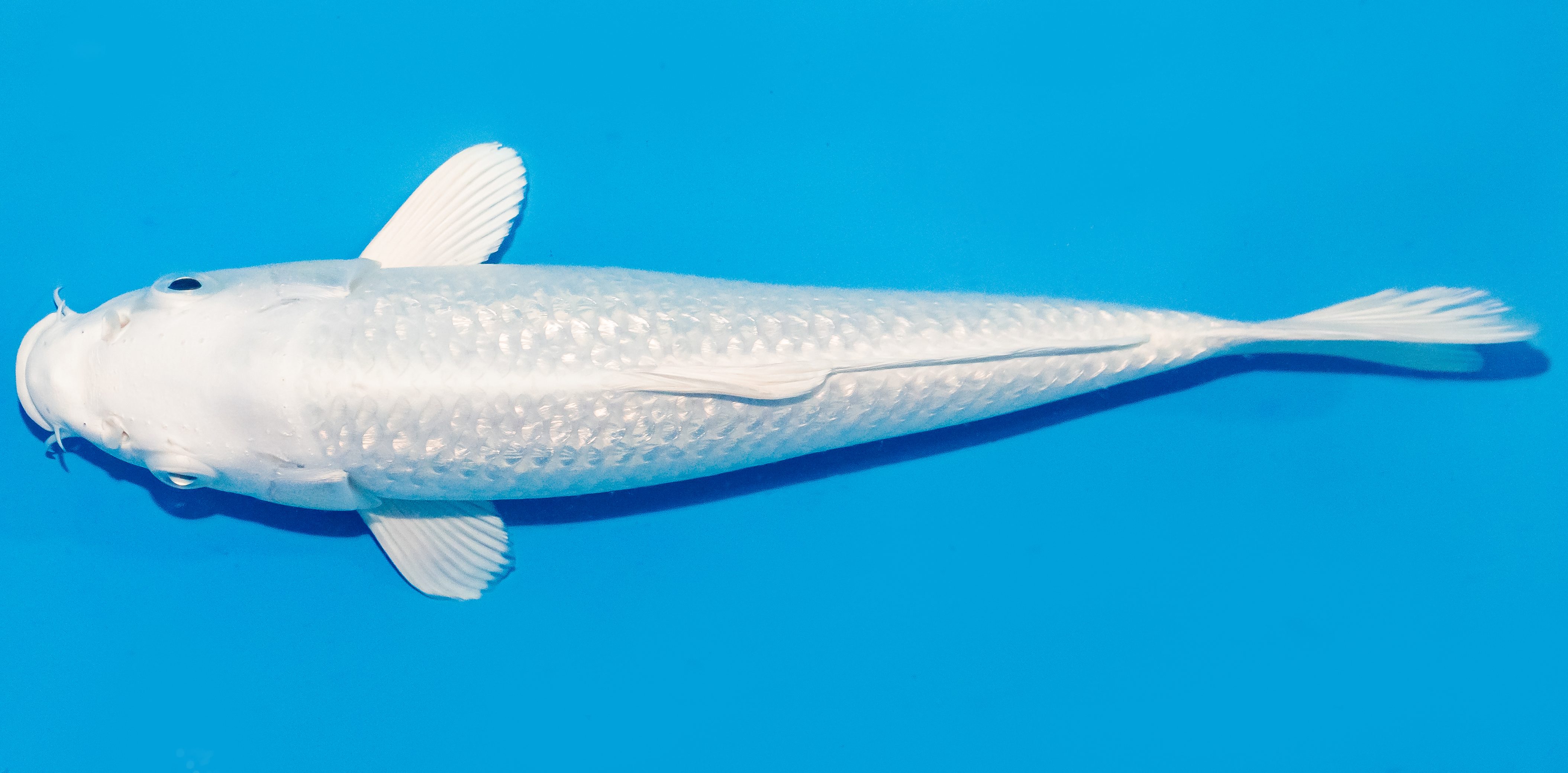 Koi 25-30cm Nr. 1551