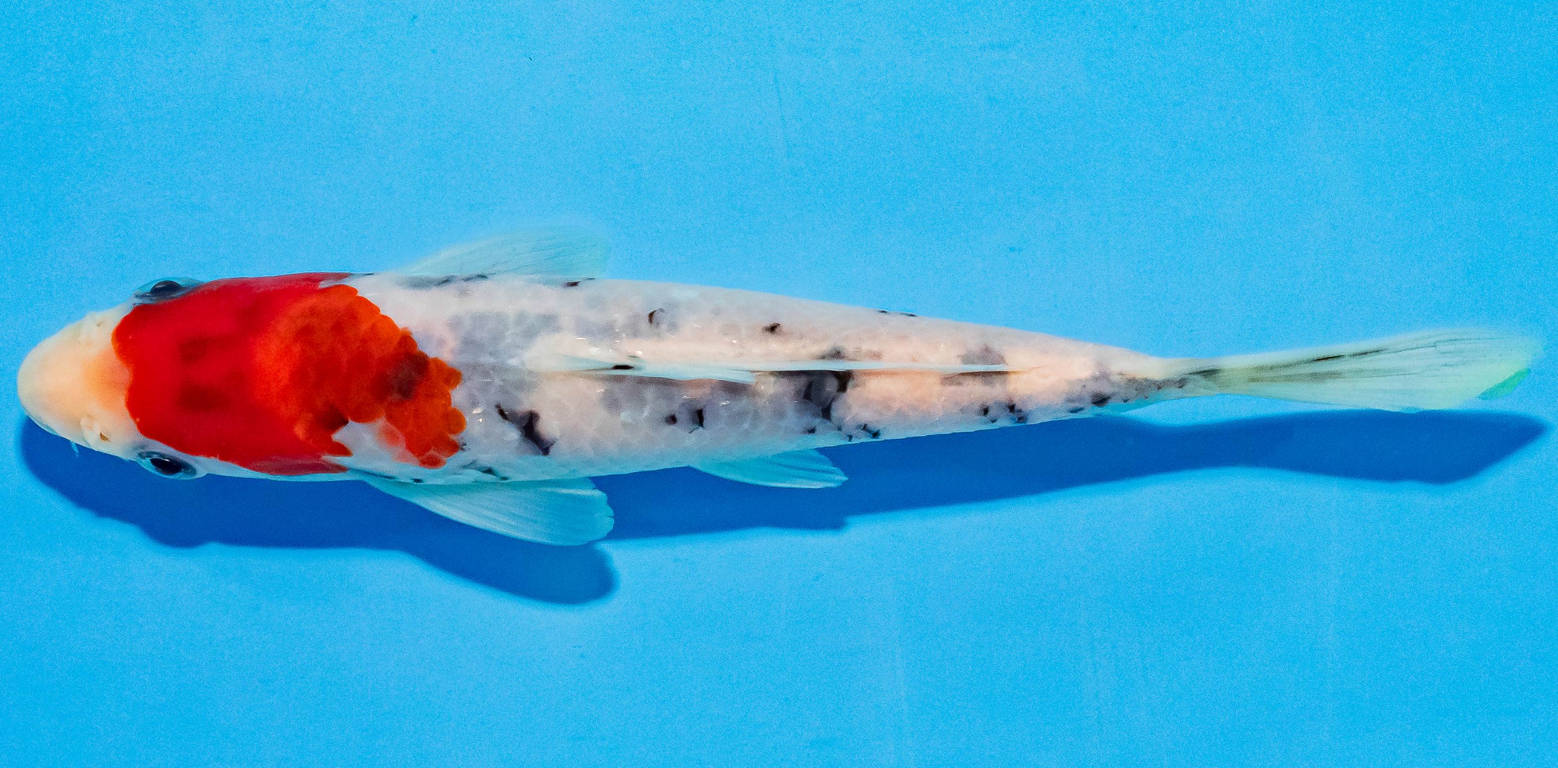 Koi 14-17cm Nr. 2759