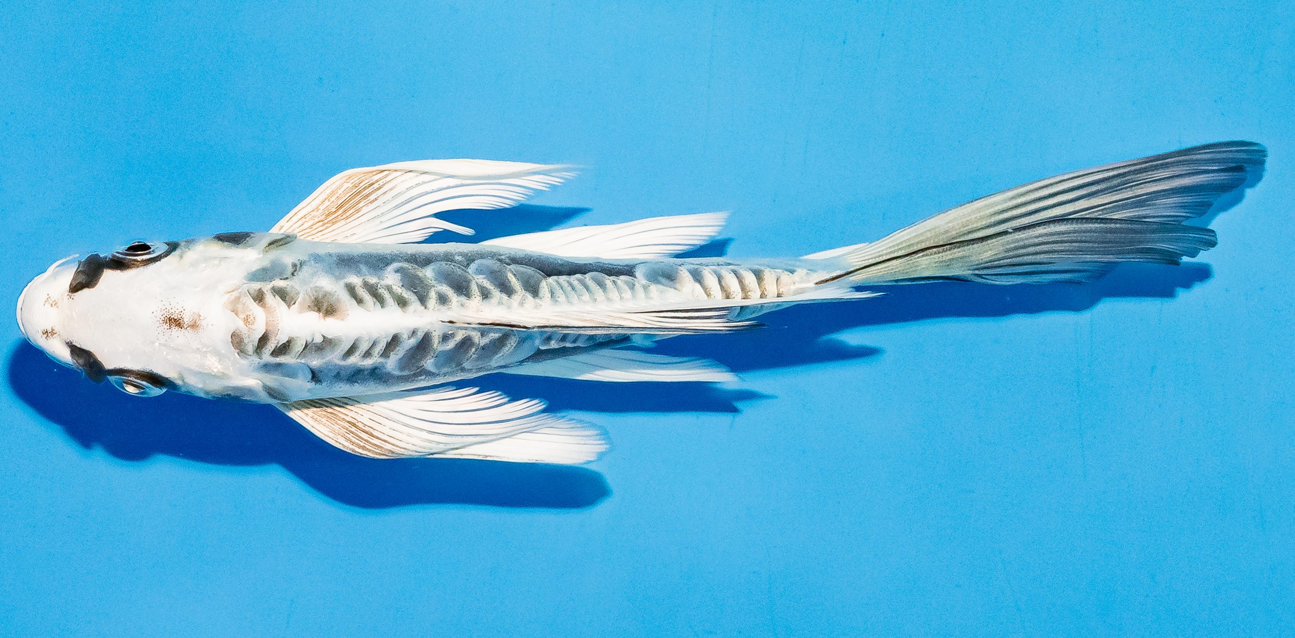 Butterfly Koi 17-20cm Nr. 5965