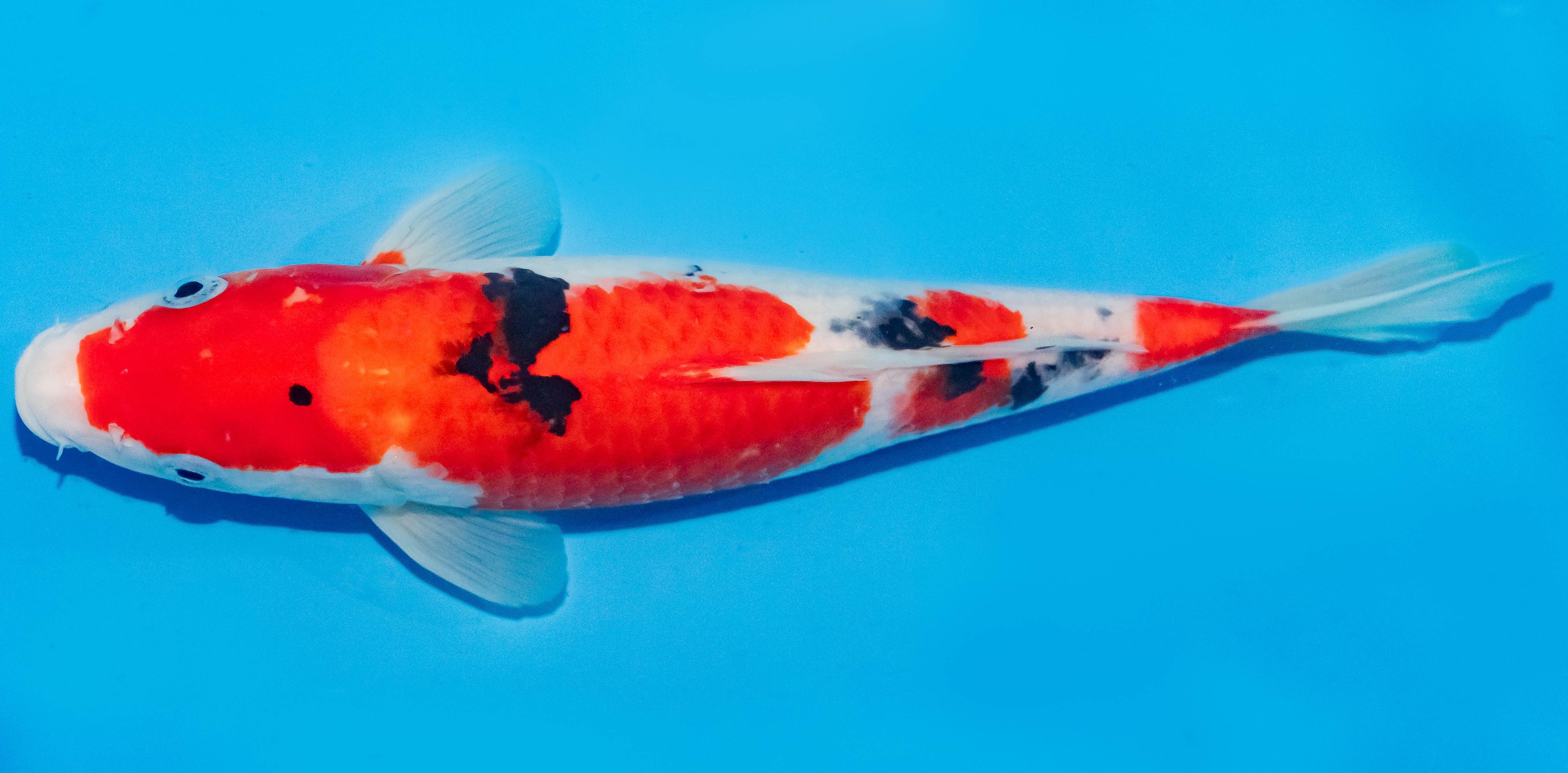 Koi 25-30cm Nr. 1552
