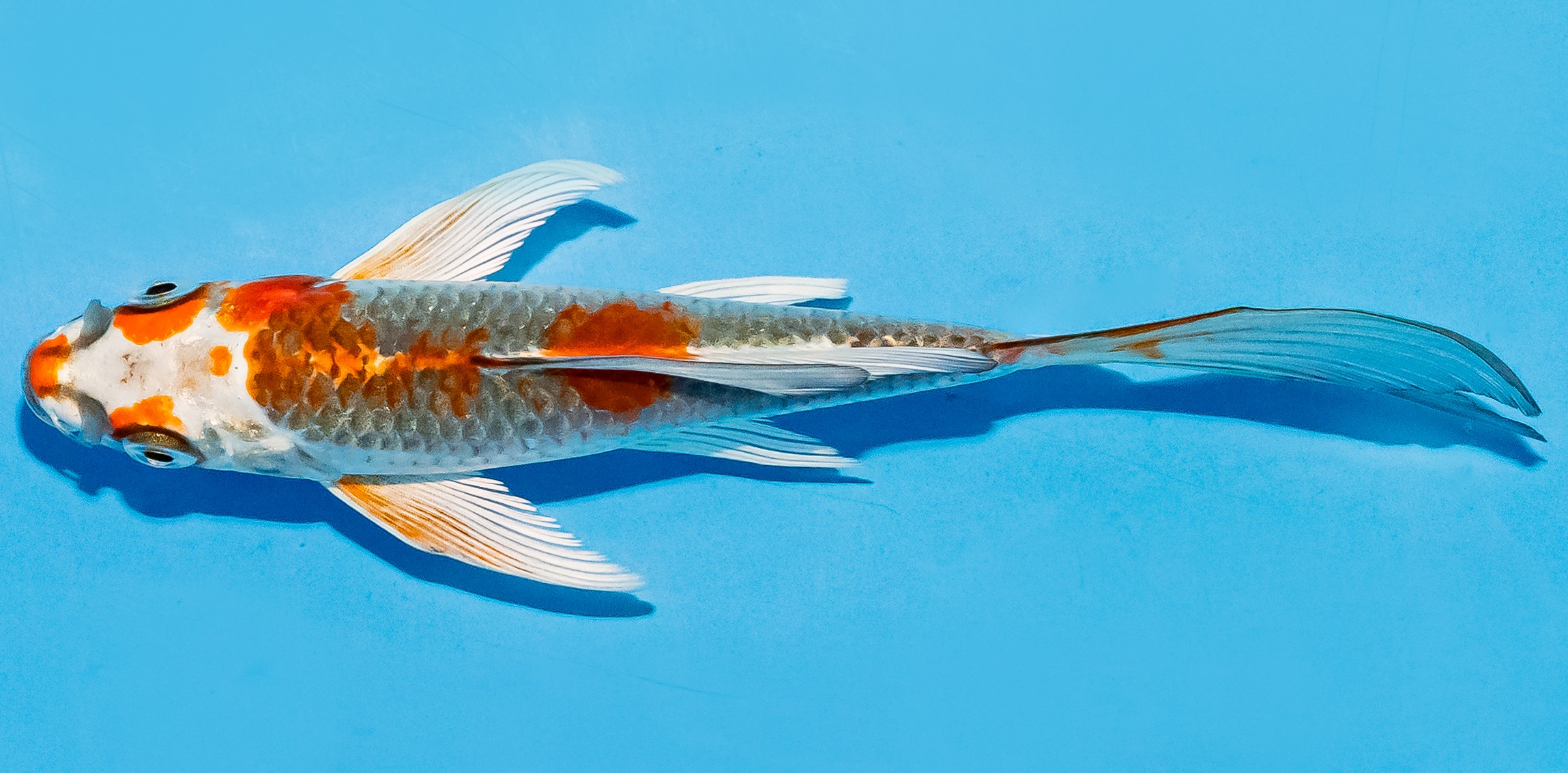 Butterfly Koi 14-17cm Nr. 5727