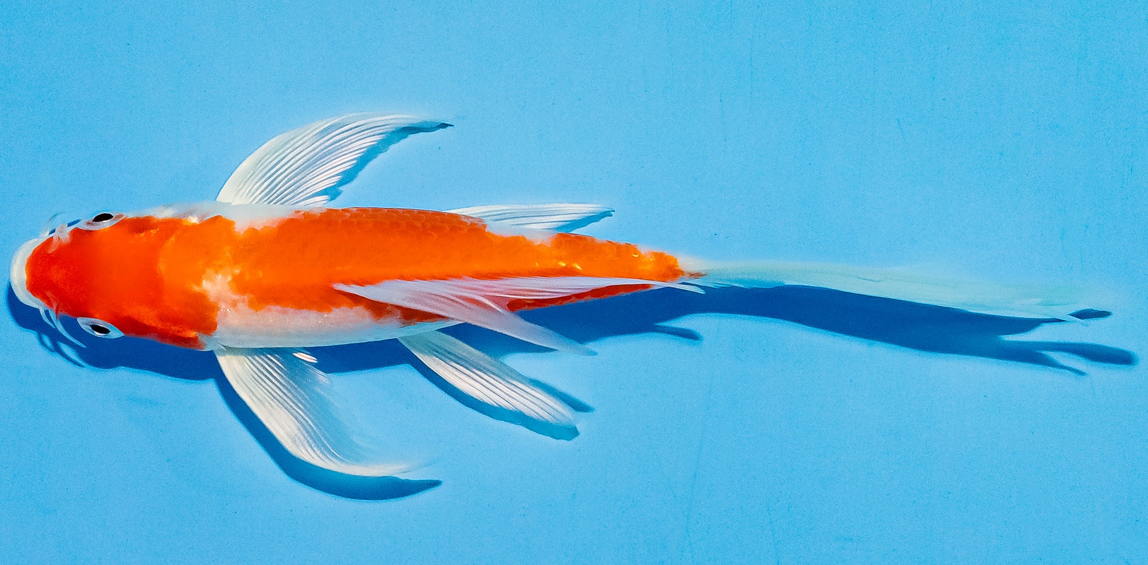 Butterfly Koi 14-17cm Nr. 5736