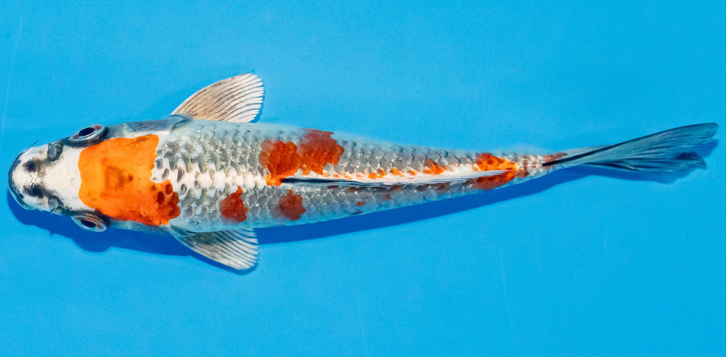 Koi 14-17cm Nr. 2770