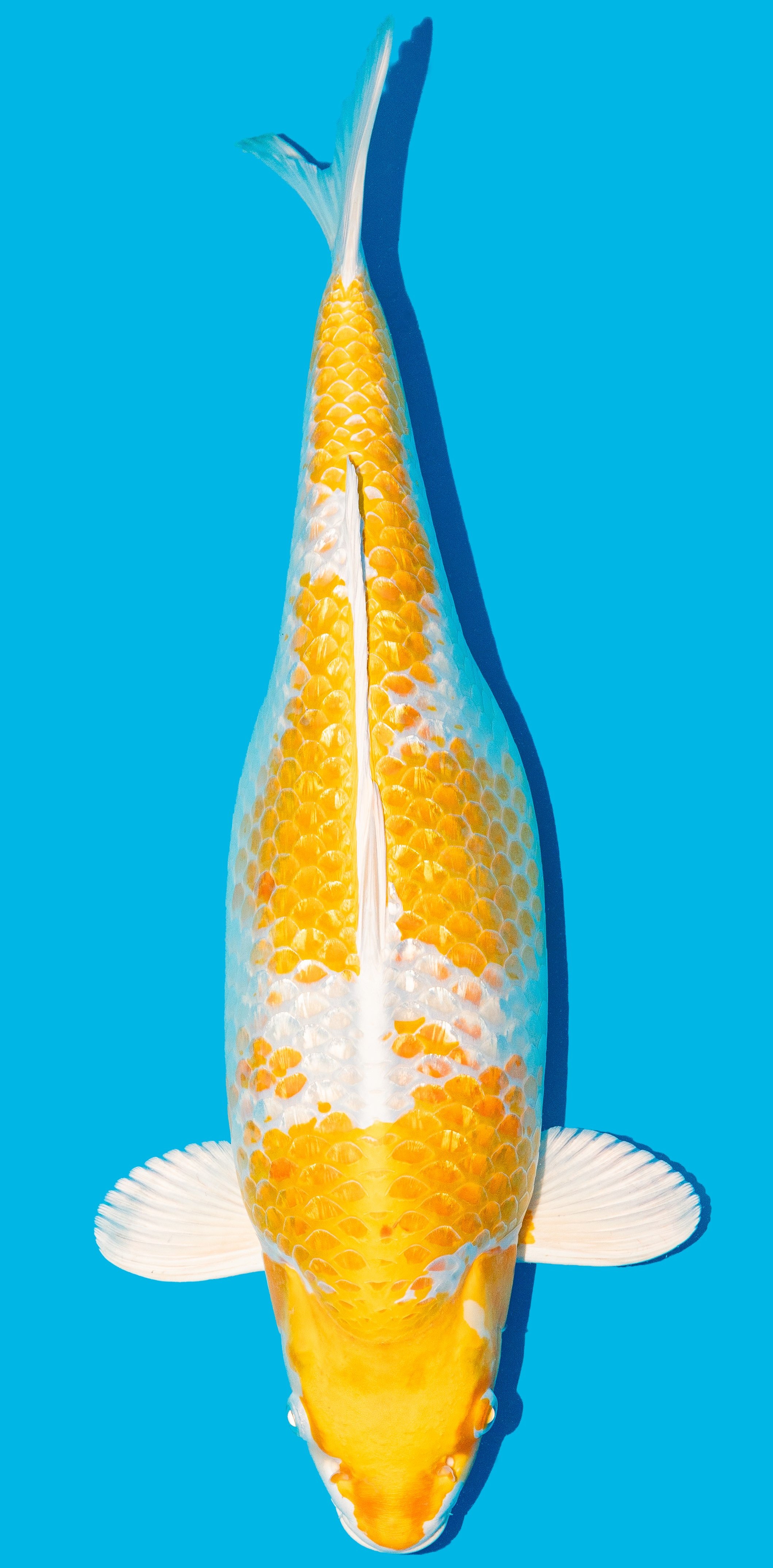 GinRin Hariwake 52-56cm Nr. 4820