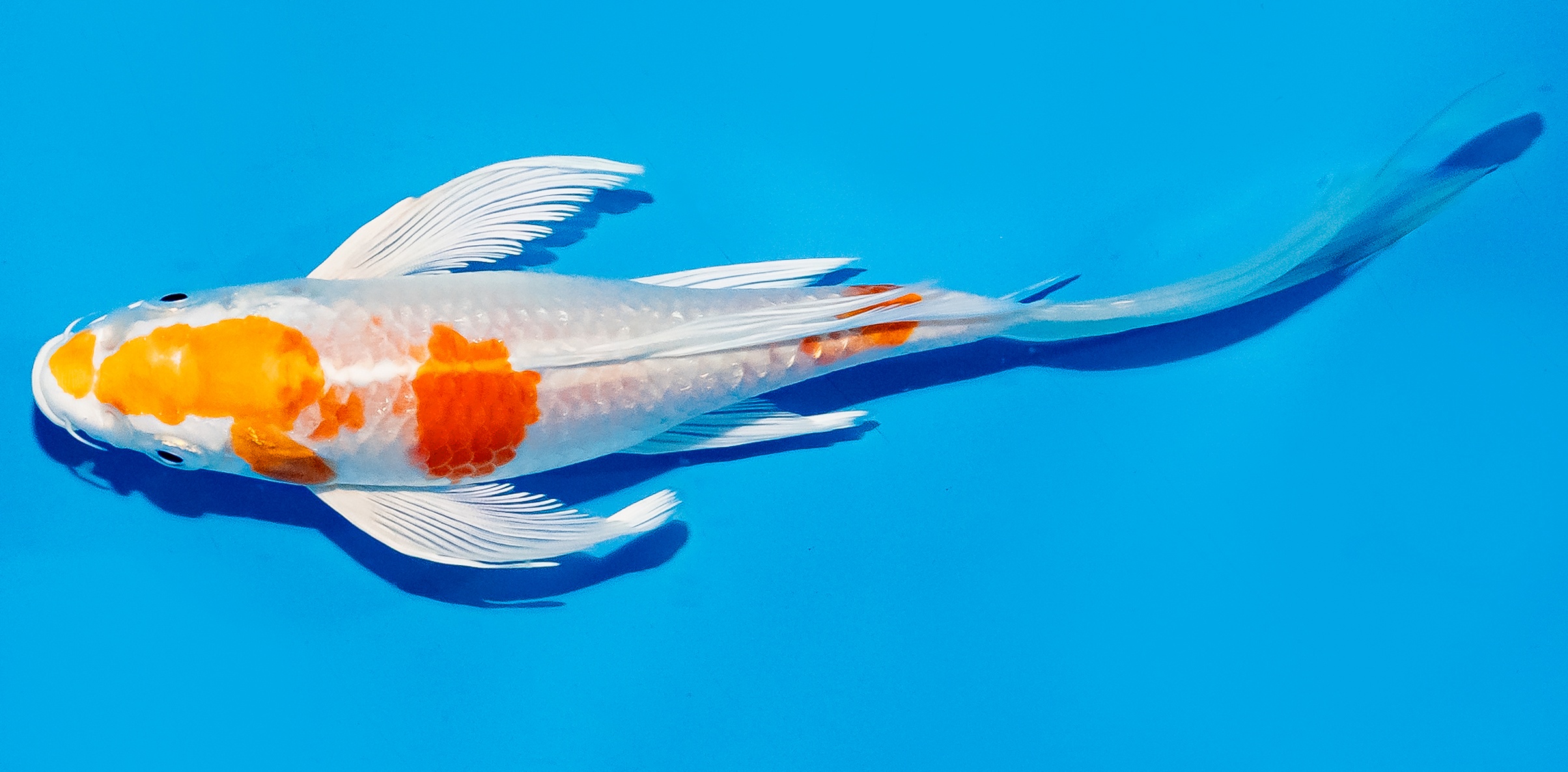 Butterfly Koi 20-25cm Nr. 8571