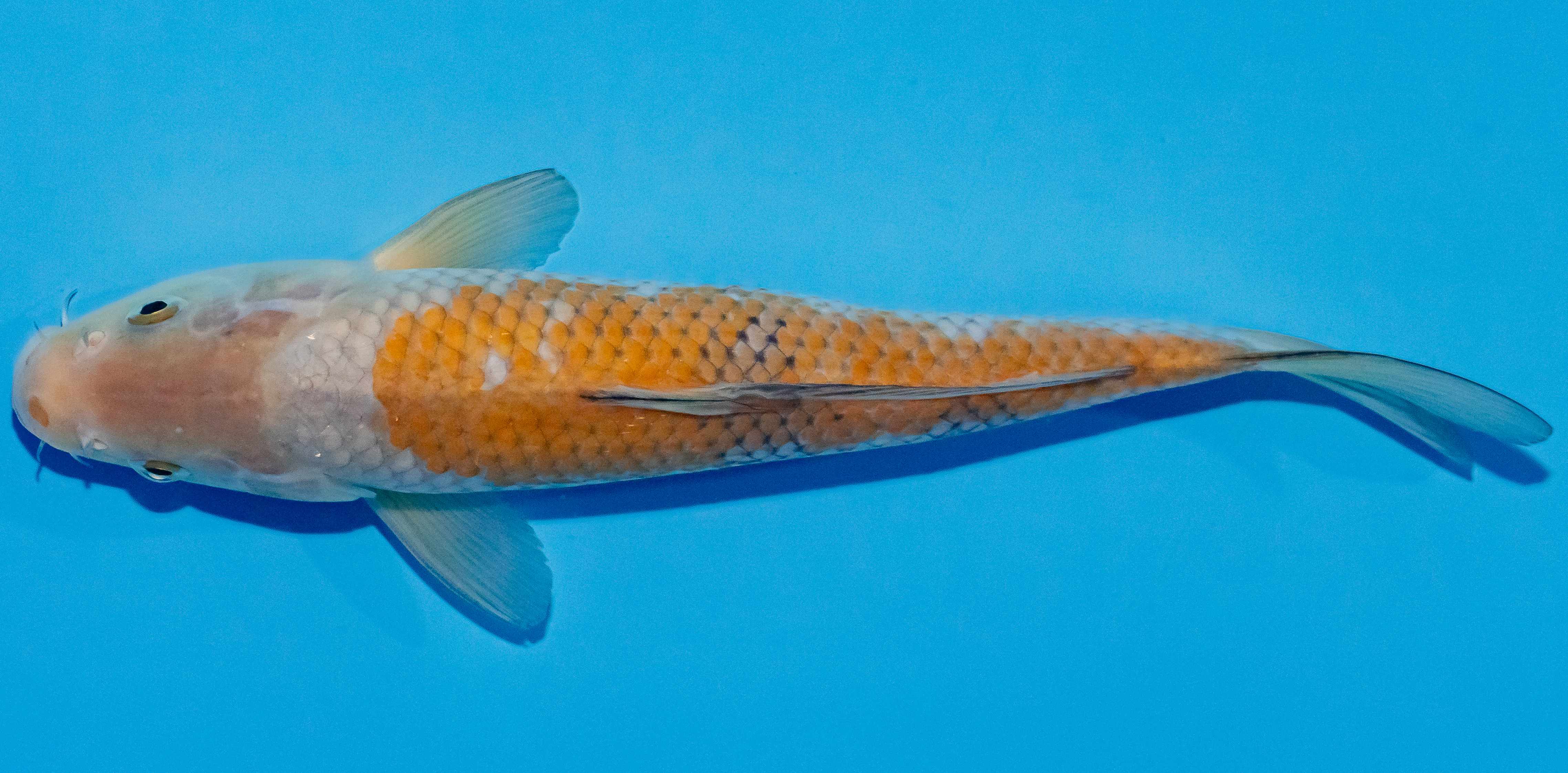 Koi 25-30cm Nr. 1542