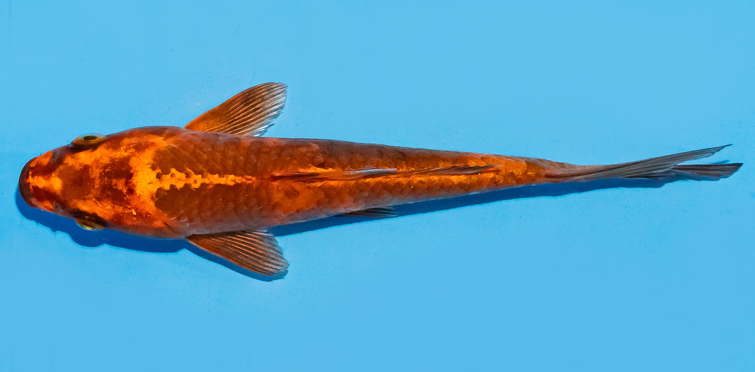 Koi 17-20cm Nr. 8815