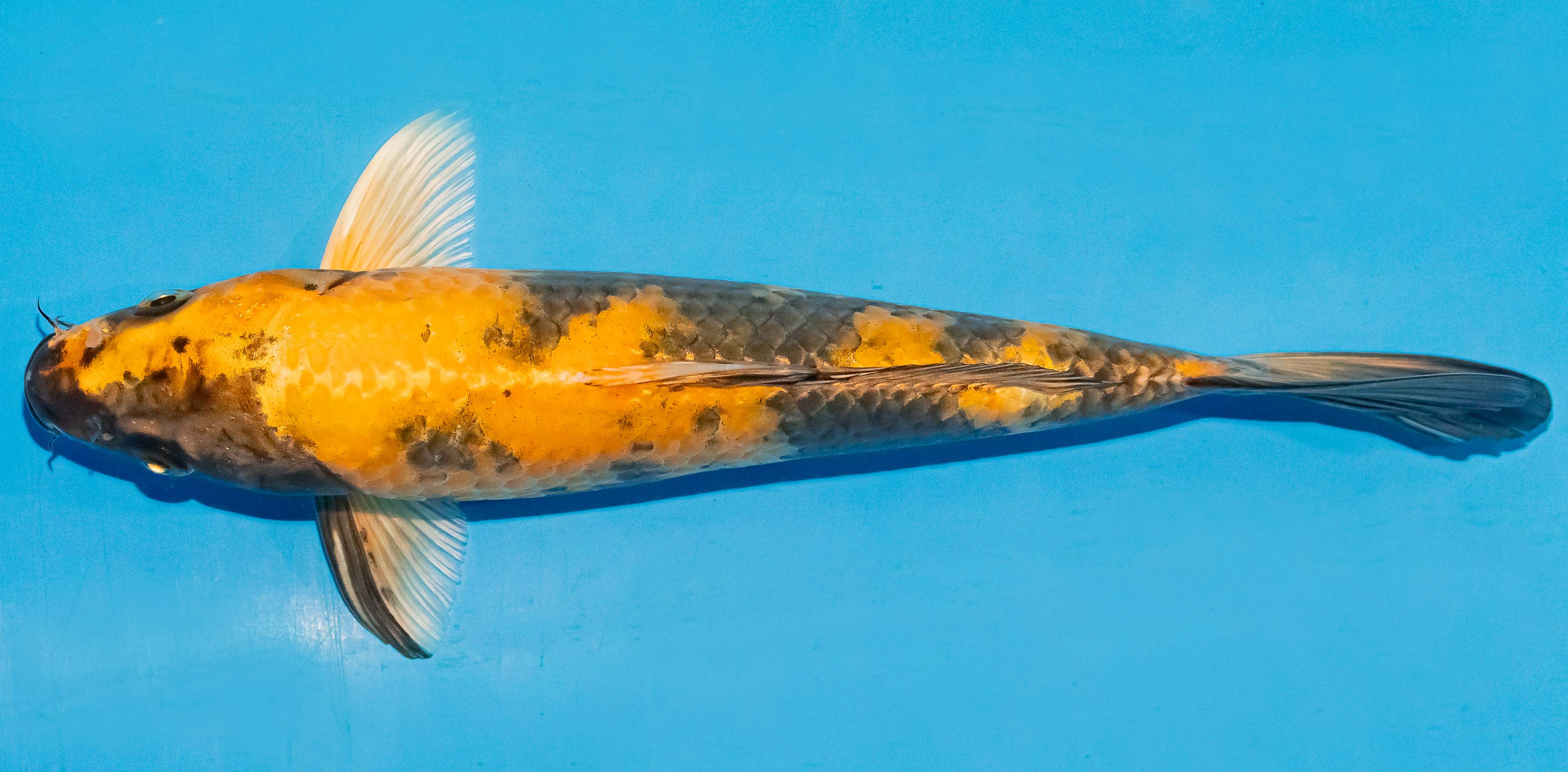 Koi 25-30cm Nr. 4240