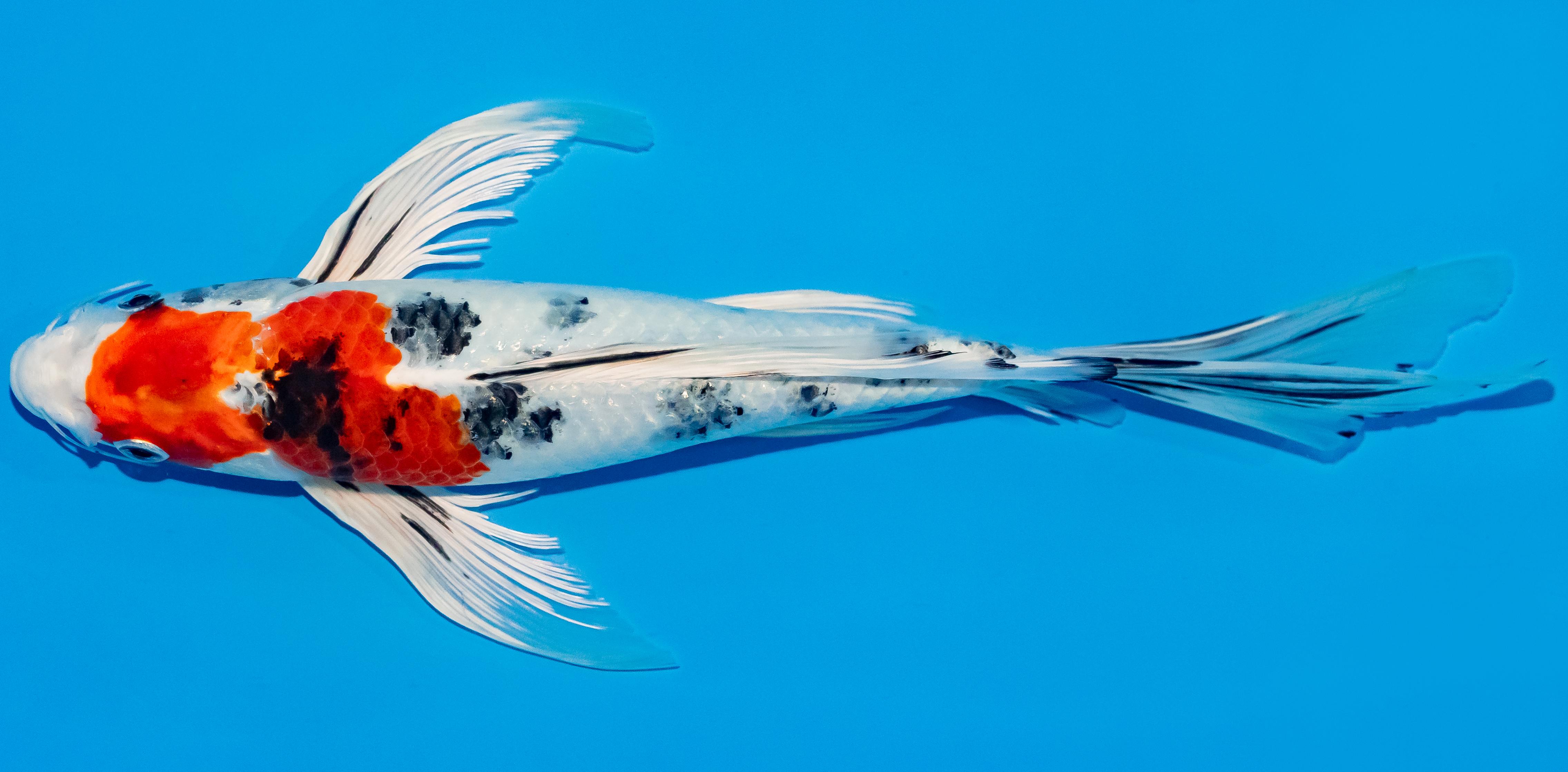 Butterfly Koi 25-30cm Nr. 2328