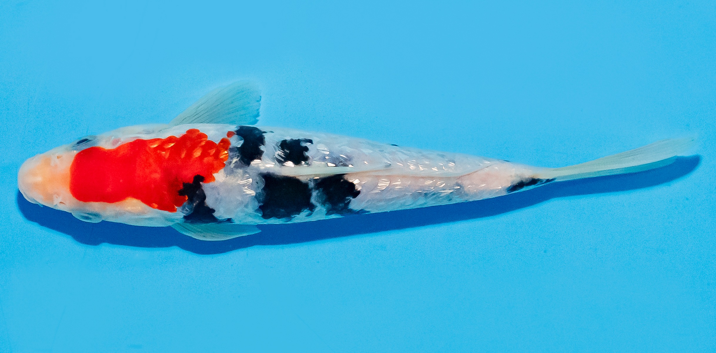 Koi 14-17cm Nr. 8049