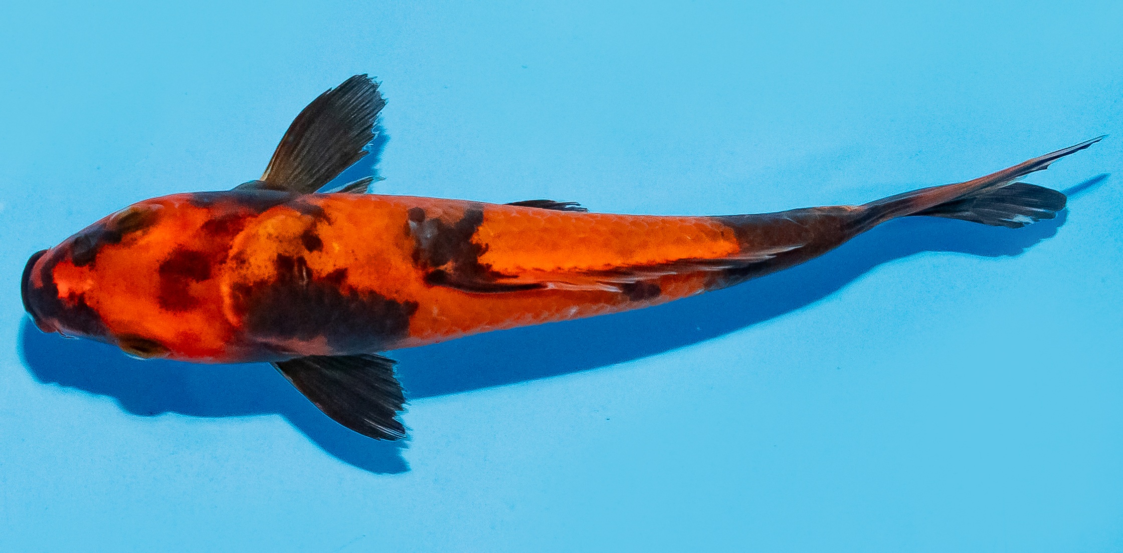 Koi 14-17cm Nr. 8113