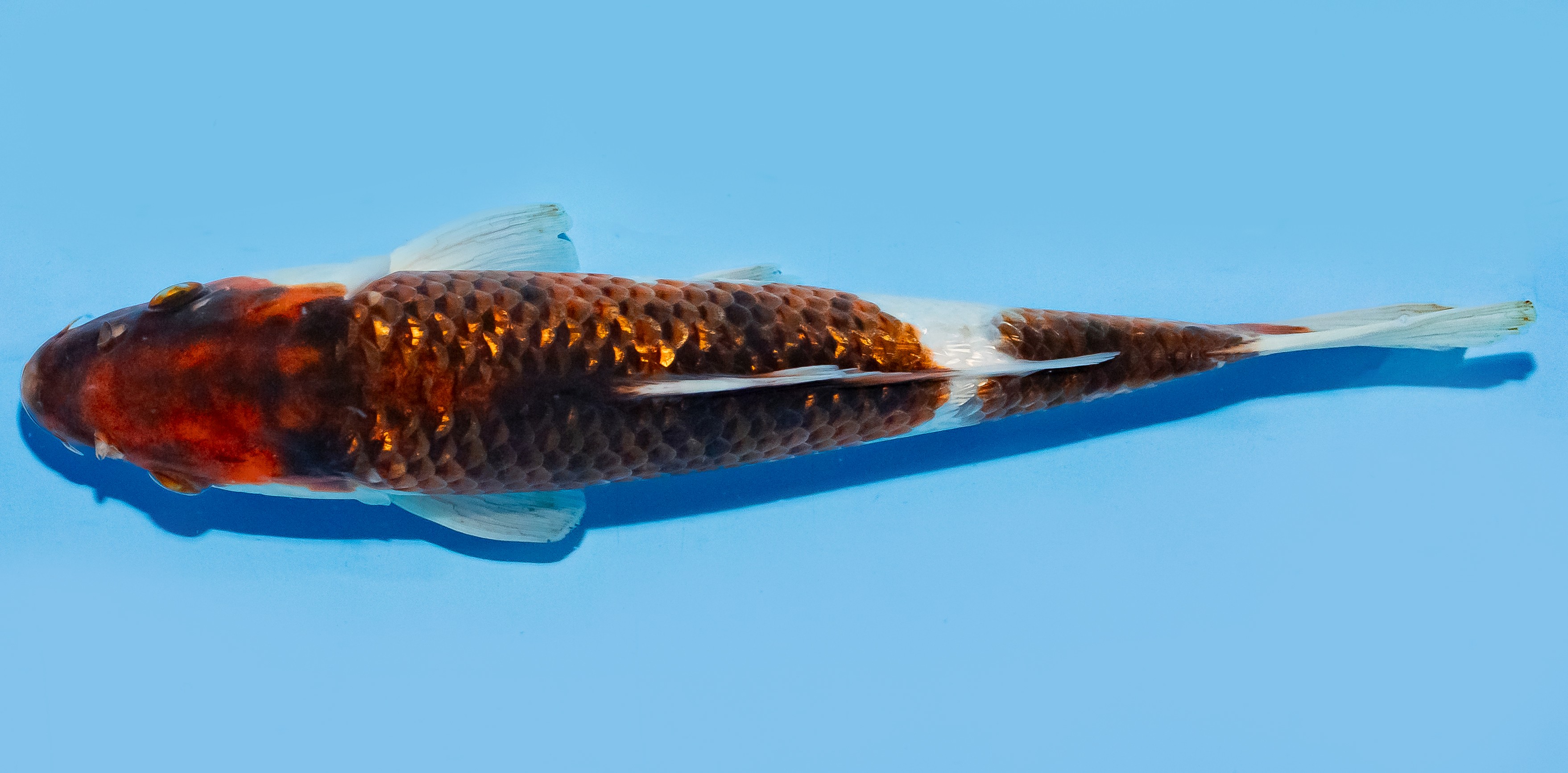 Koi 25-30cm Nr. 8322