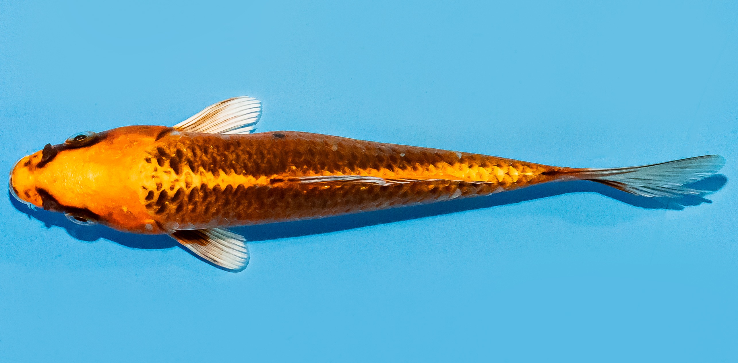 Koi 17-20cm Nr. 7711