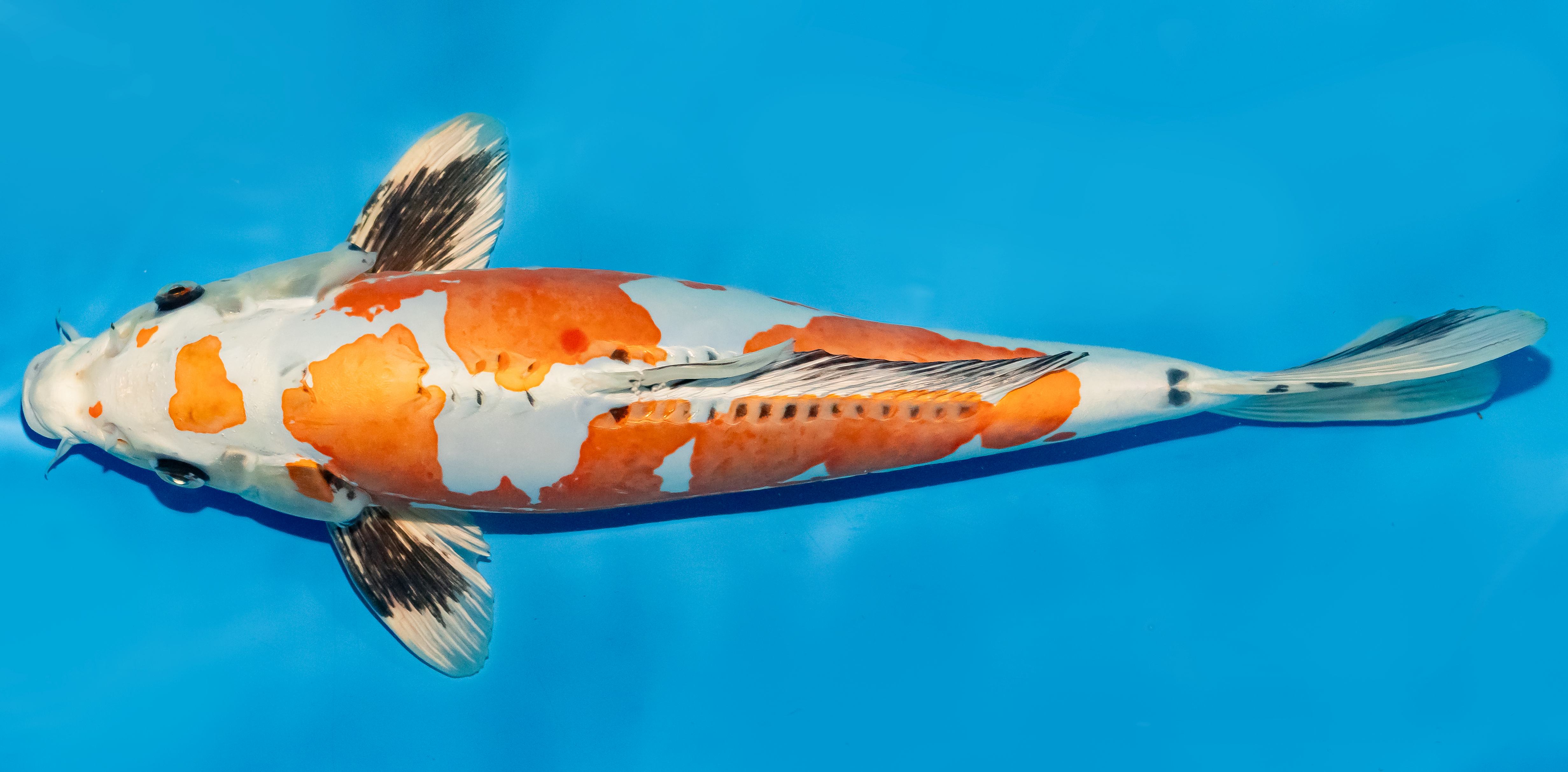Koi 40-45cm Nr. 4967