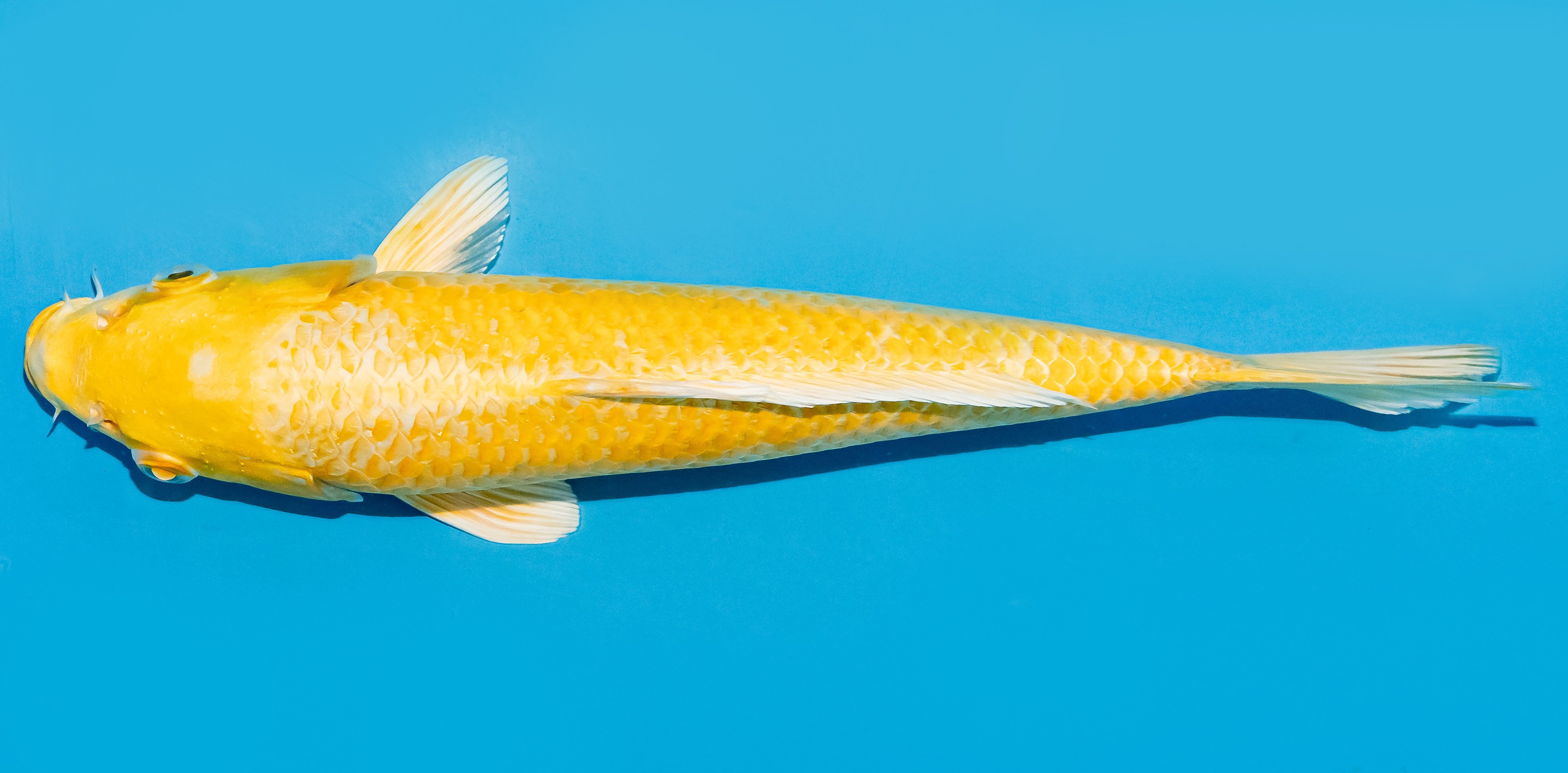 Koi 25-30cm Nr. 8327