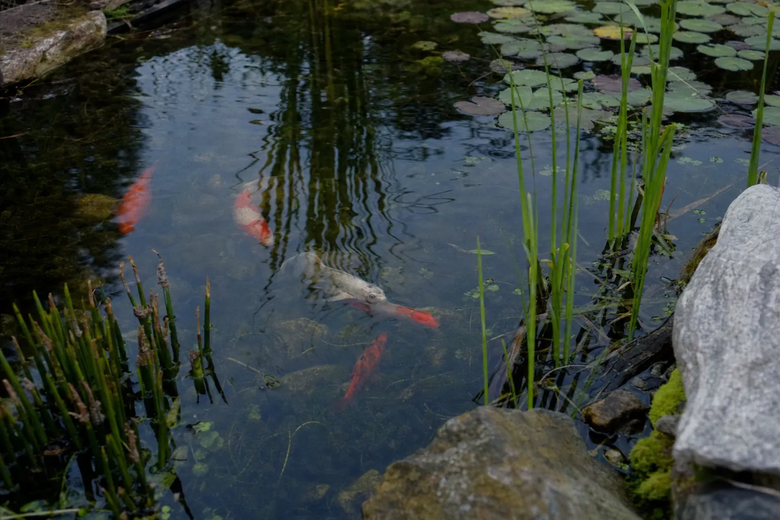 Koi in einem ruhigen, dicht bepflanzten Bereich eines Gartenteichs