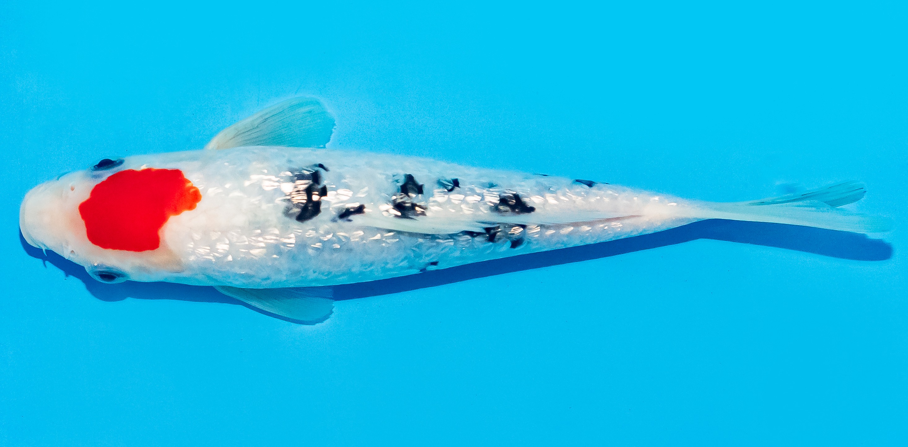 Koi 20-25cm Nr. 8432