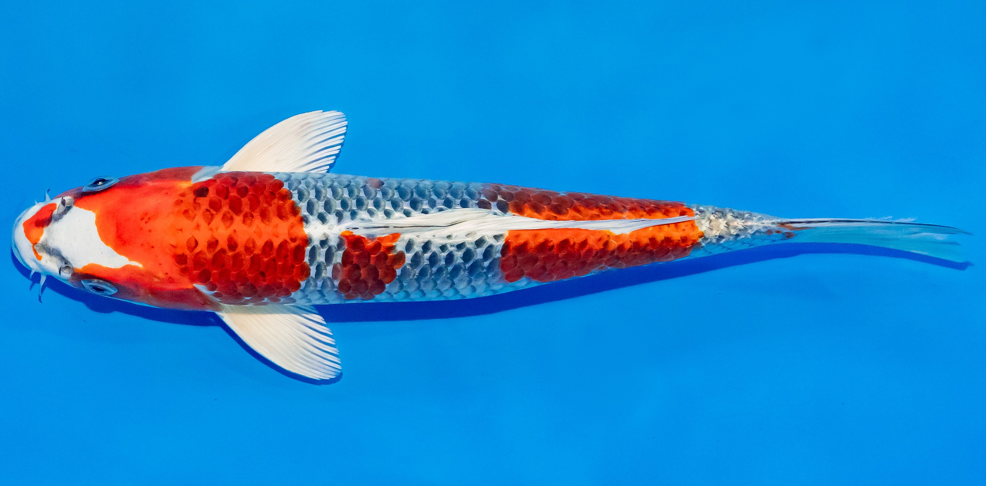 Koi 30-35cm Nr. 3709