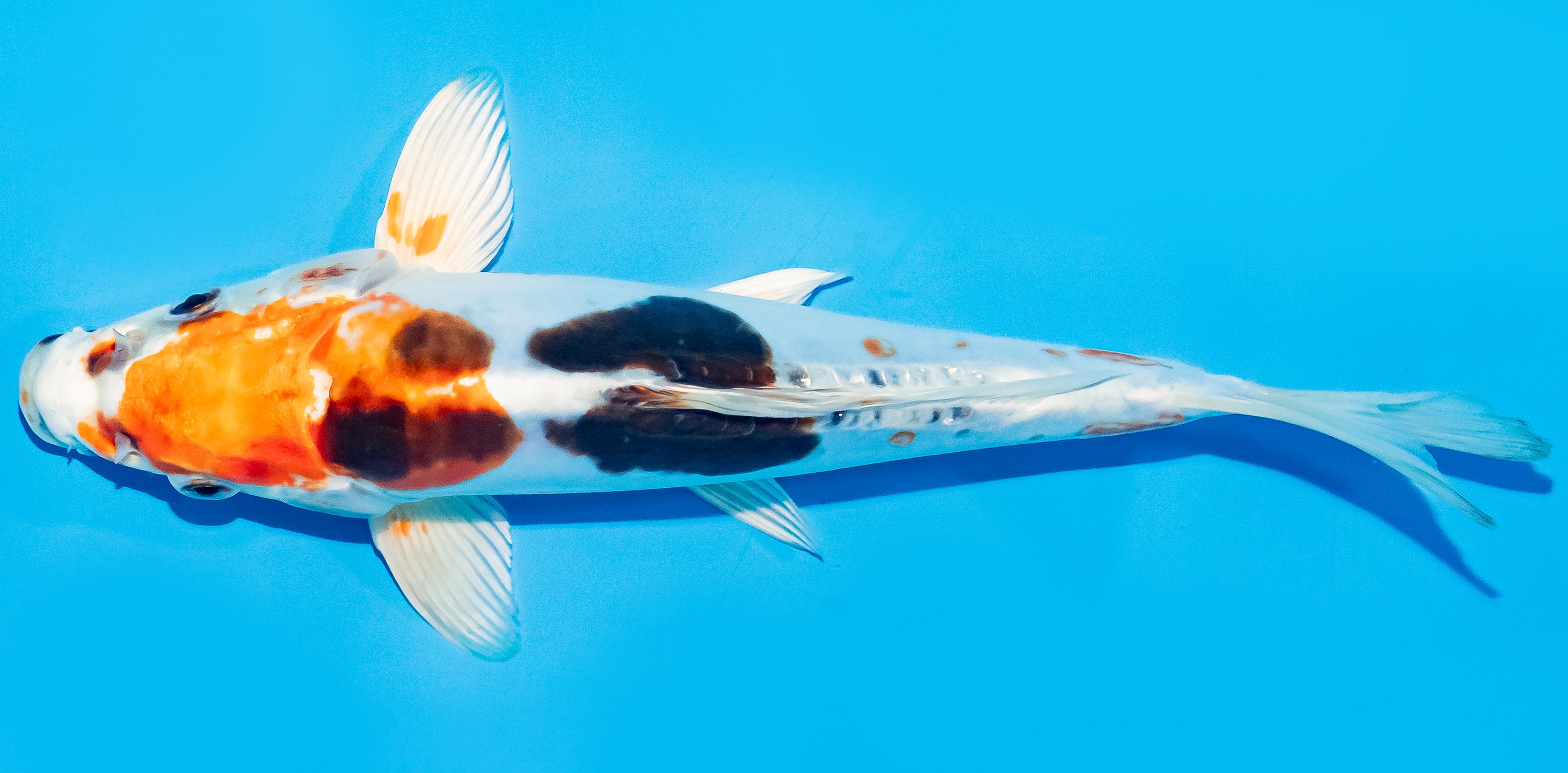 Koi 25-30cm Nr. 8324