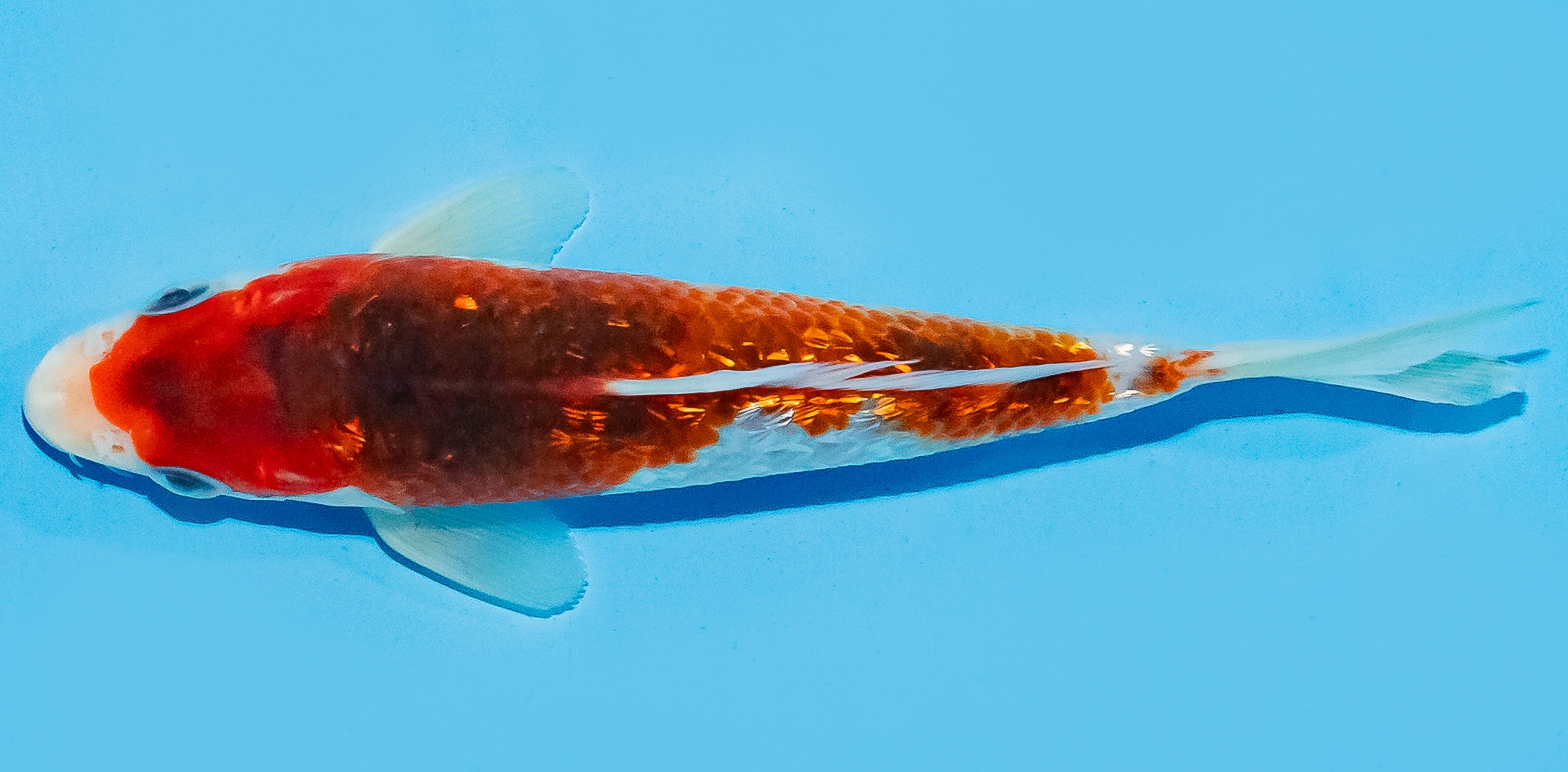 Koi 14-17cm Nr. 8030