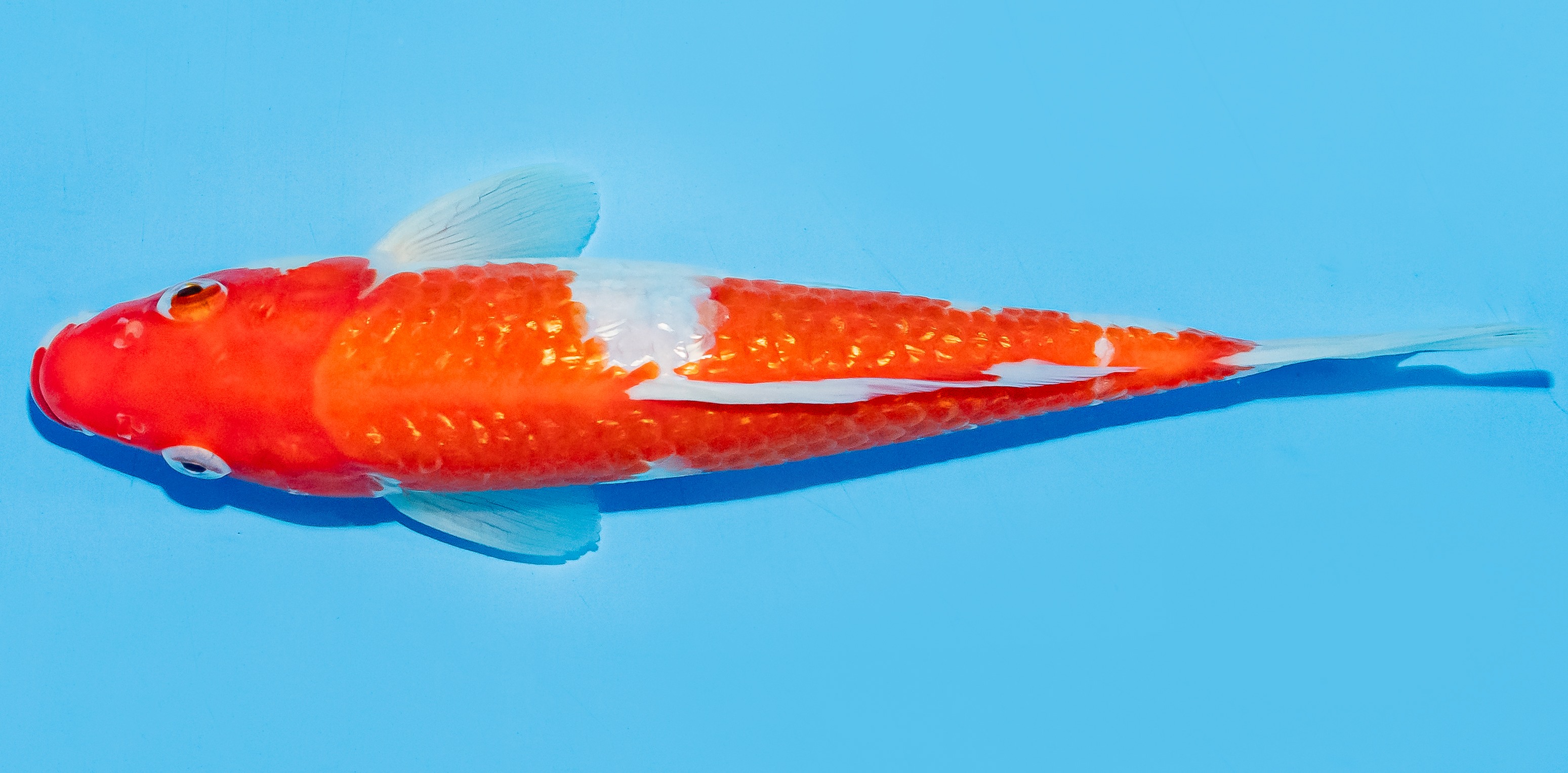 Koi 20-25cm Nr. 6610