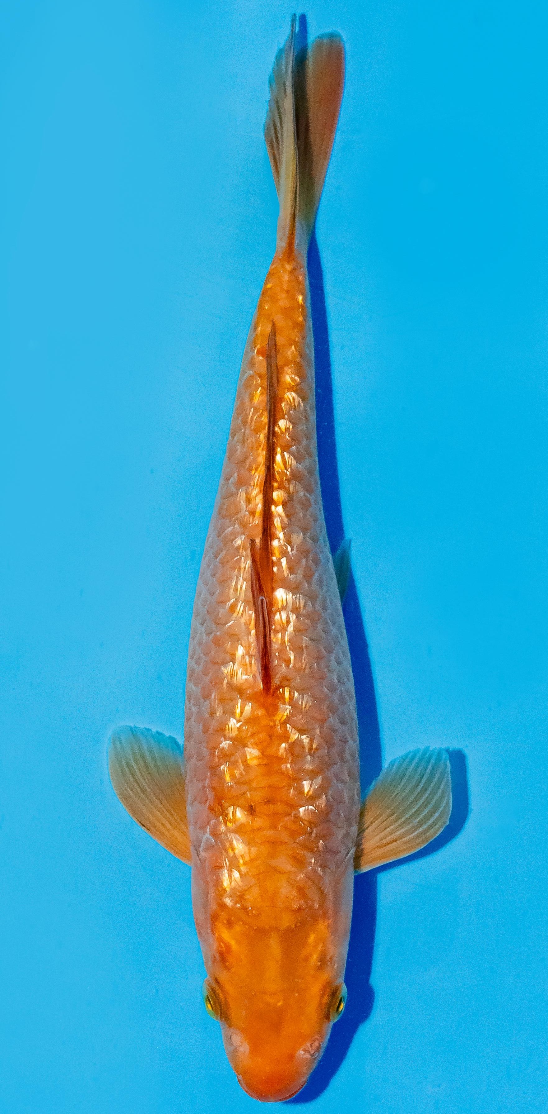 Koi 25-30cm Nr. 6233