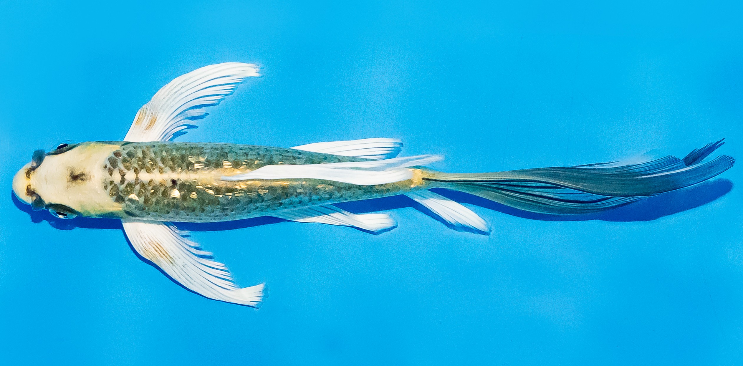 Butterfly Koi 20-25cm Nr. 5404