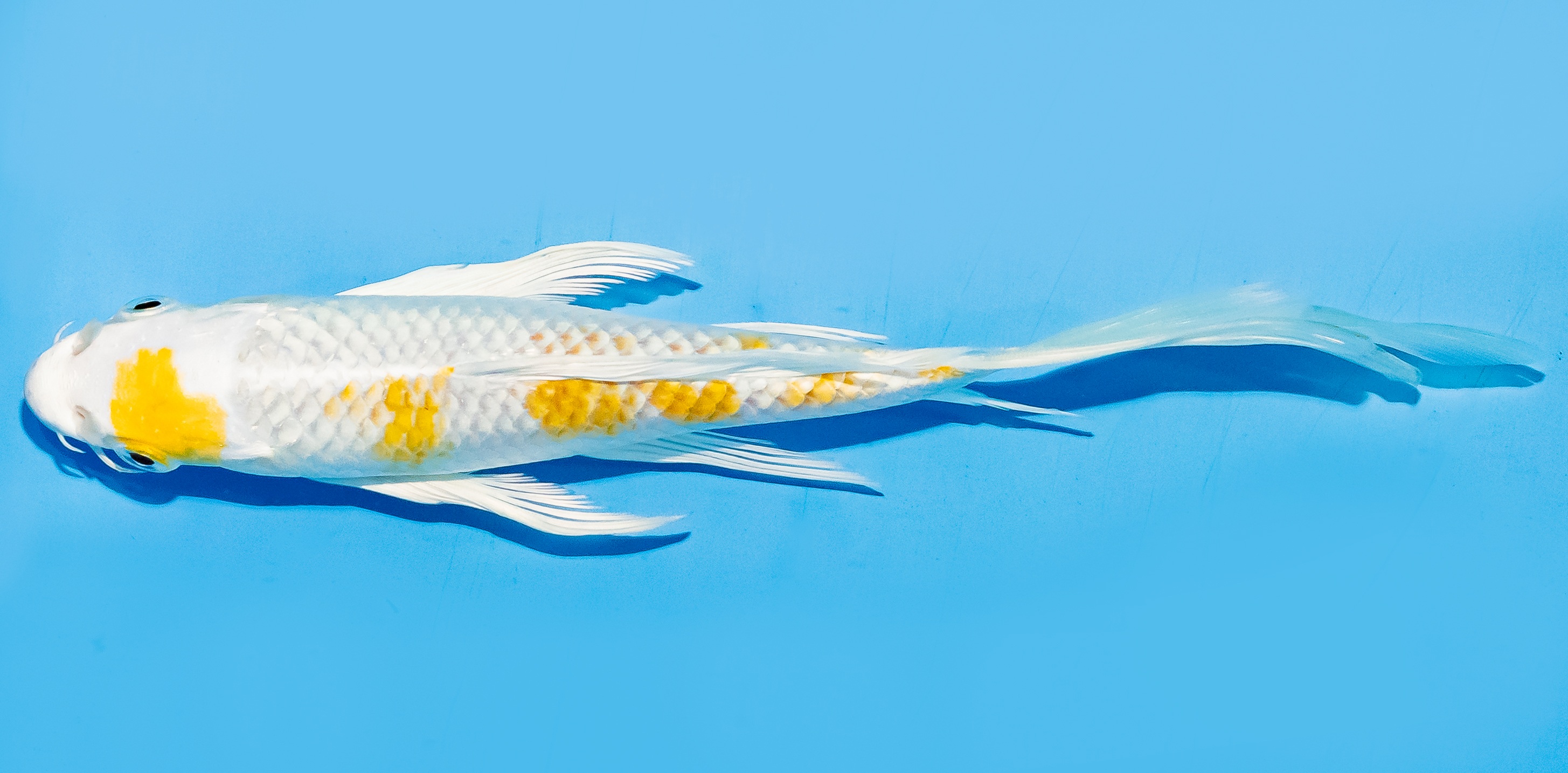 Butterfly Koi 17-20cm Nr. 6918