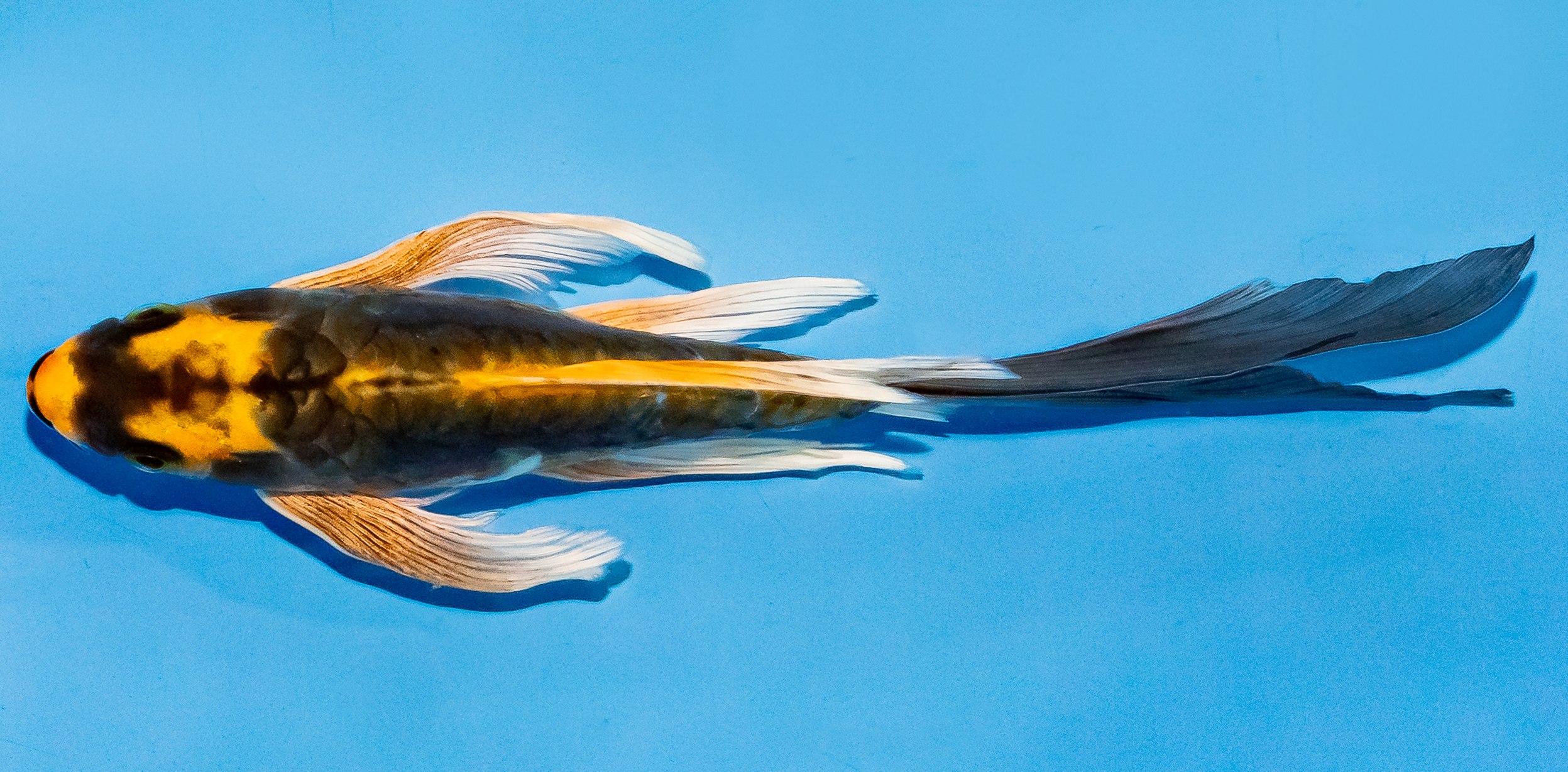 Butterfly Koi 20-25cm Nr. 8544