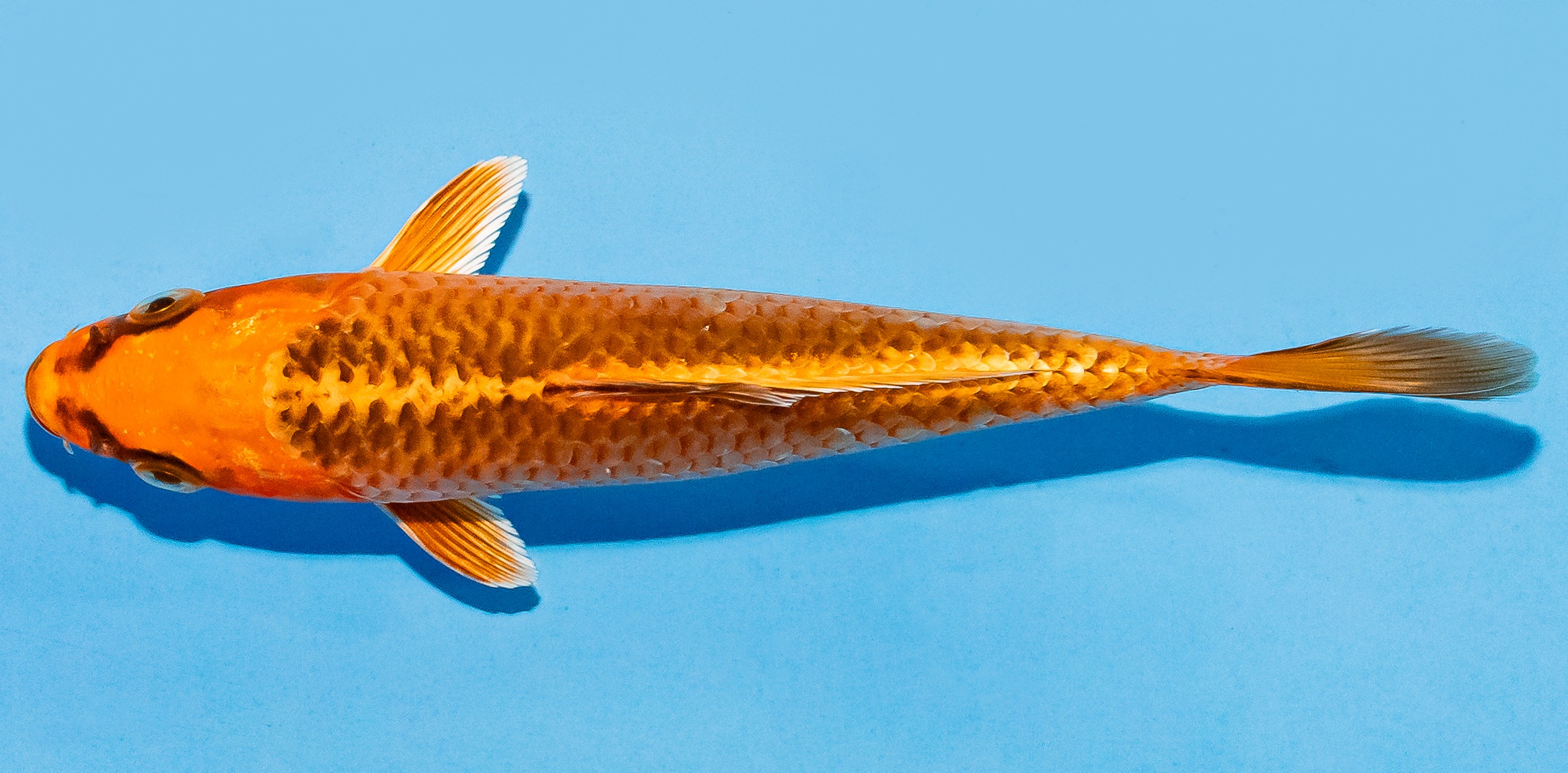 Koi 14-17cm Nr. 8122