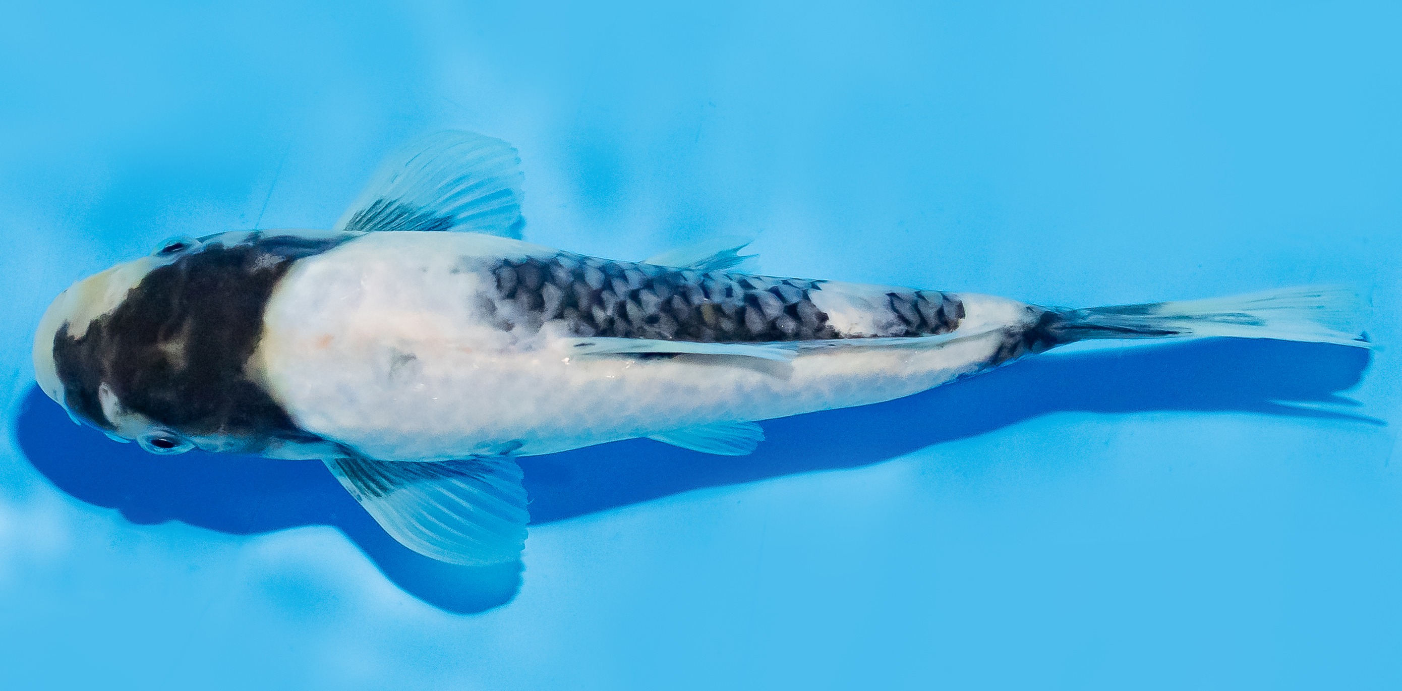 Koi 20-25cm Nr. 7585